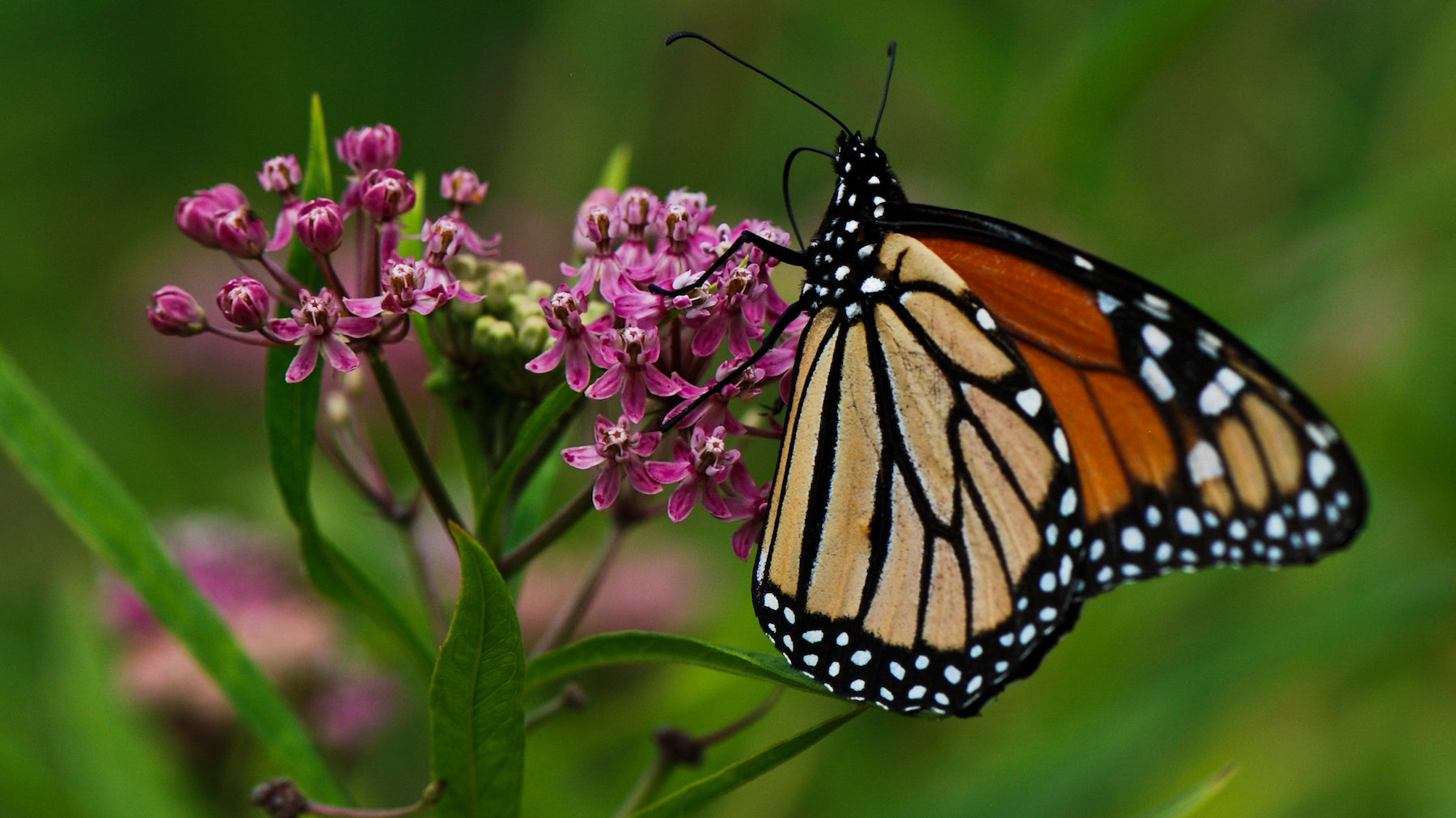 Monarch Butterfly on Milkweed - photo by Katie Joya