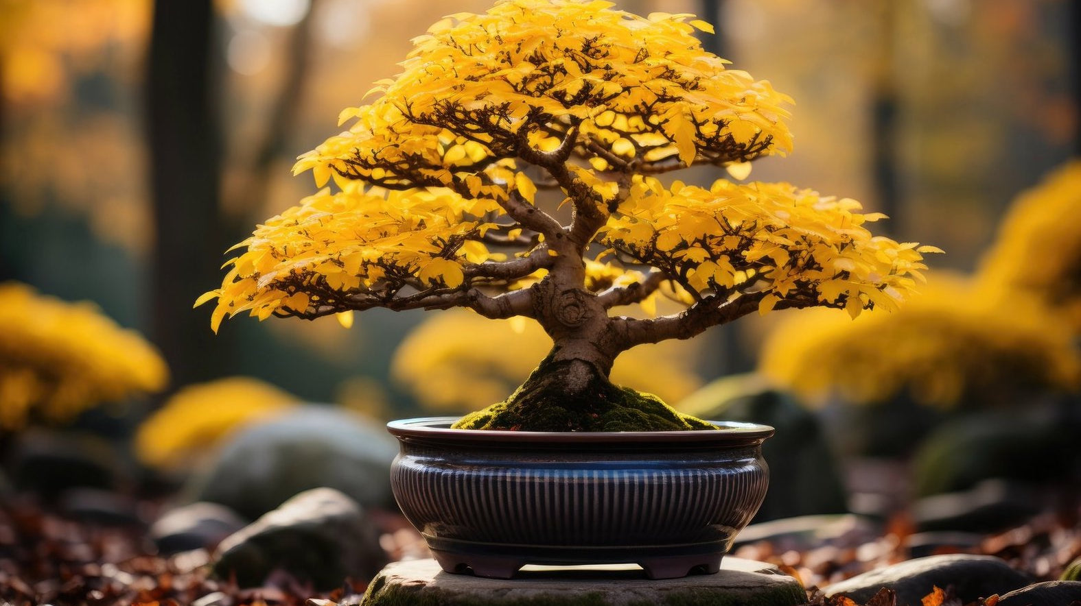 Bonsai Exhibit | Sept. 20-22, 2024