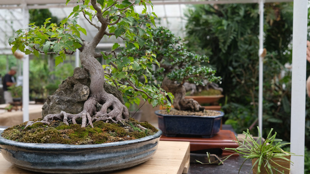 Bonsai Exhibit | Sept. 19-21, 2025