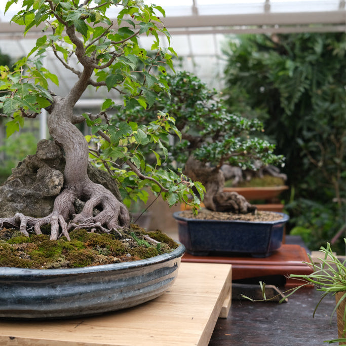 Bonsai Exhibit | Sept. 19-21, 2025