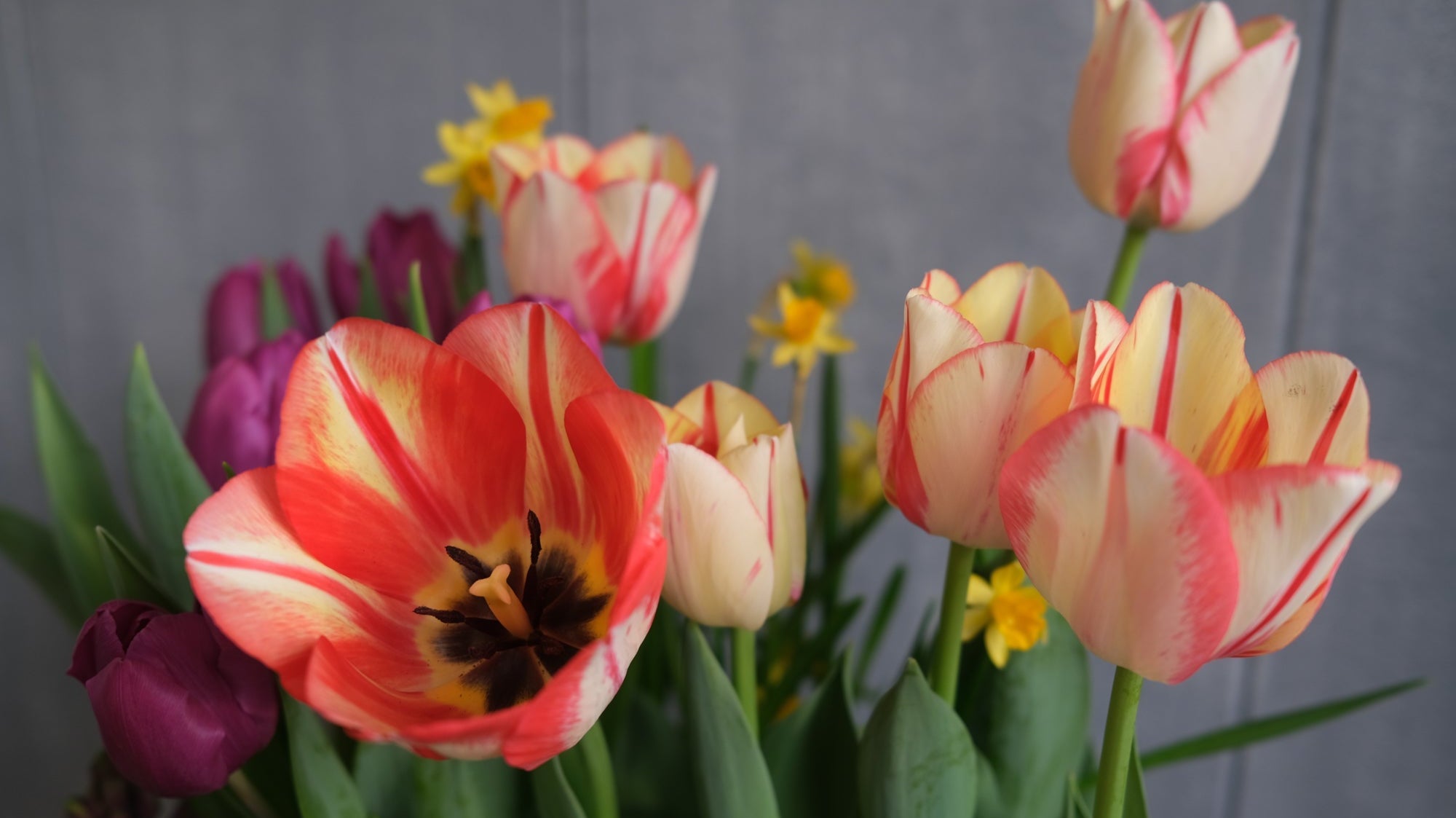 Planning a Bulb Container Garden