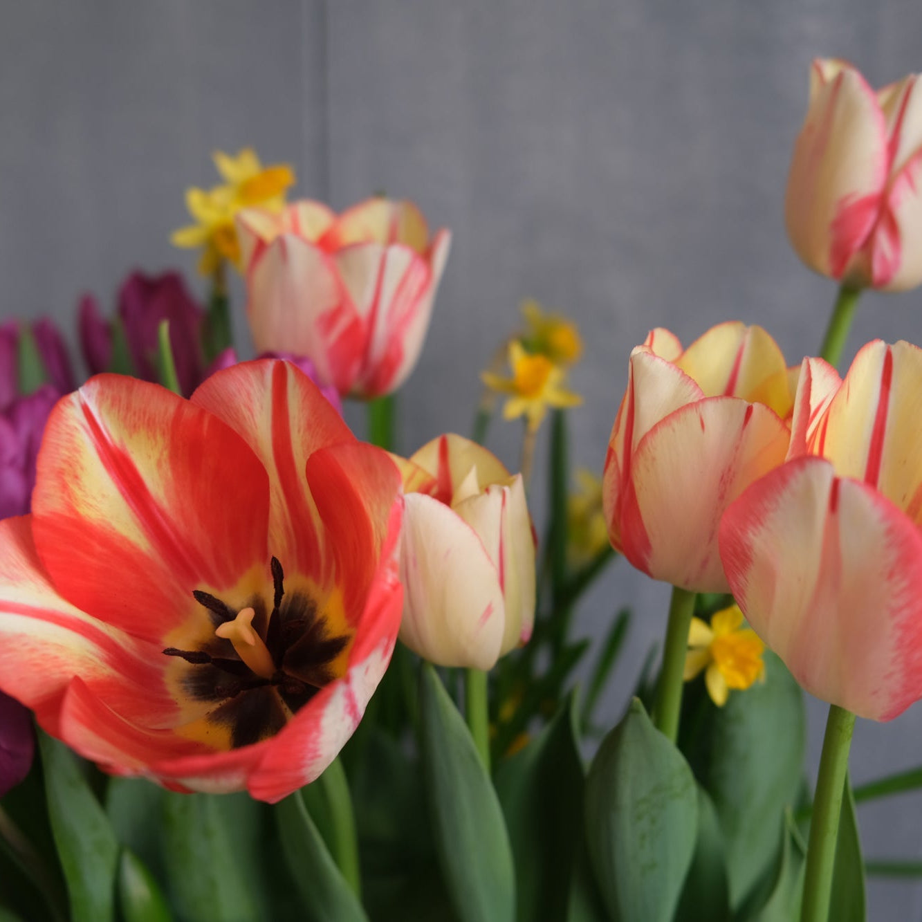 Planning a Bulb Container Garden