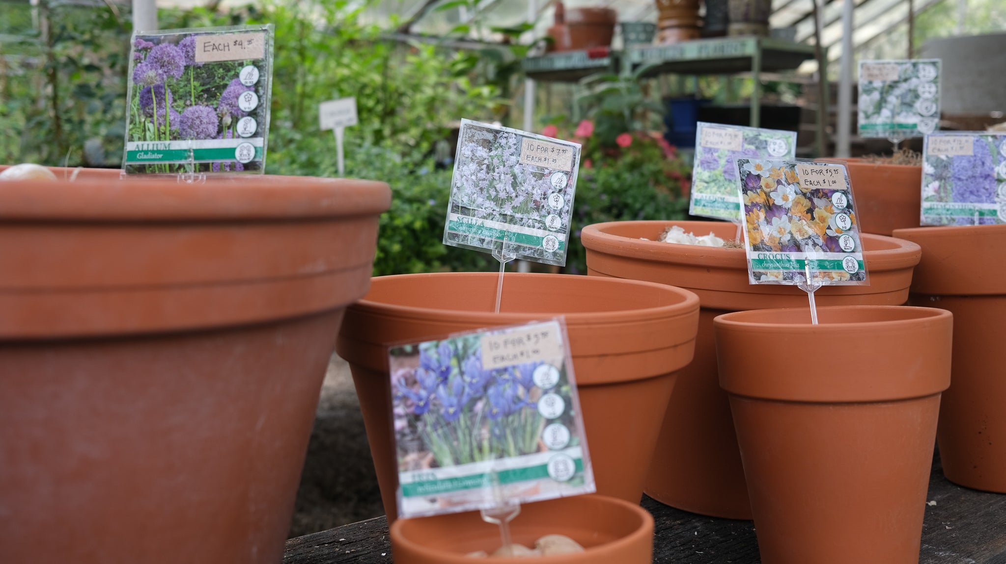Fall bulbs at Michler's in Lexington