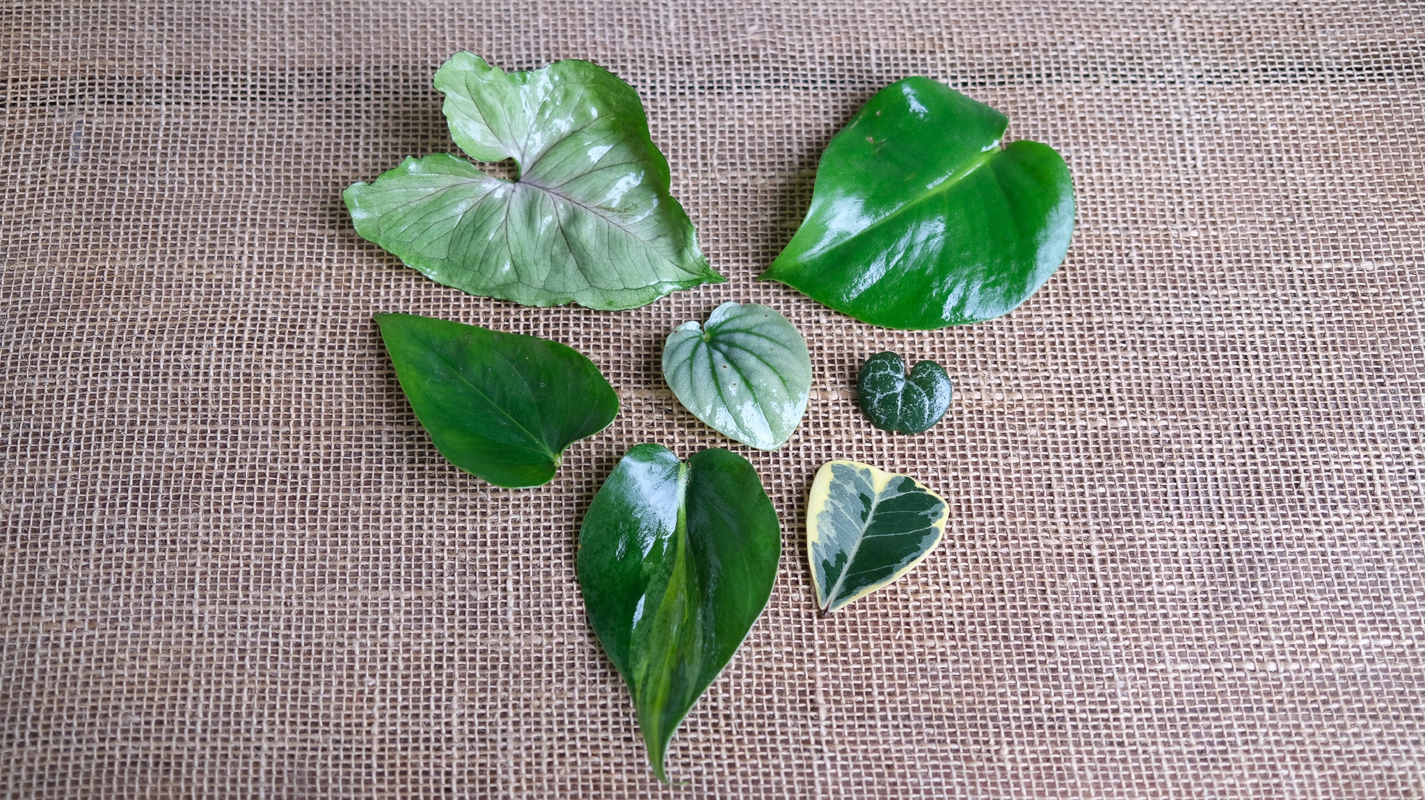 Tropical plants at Michler's