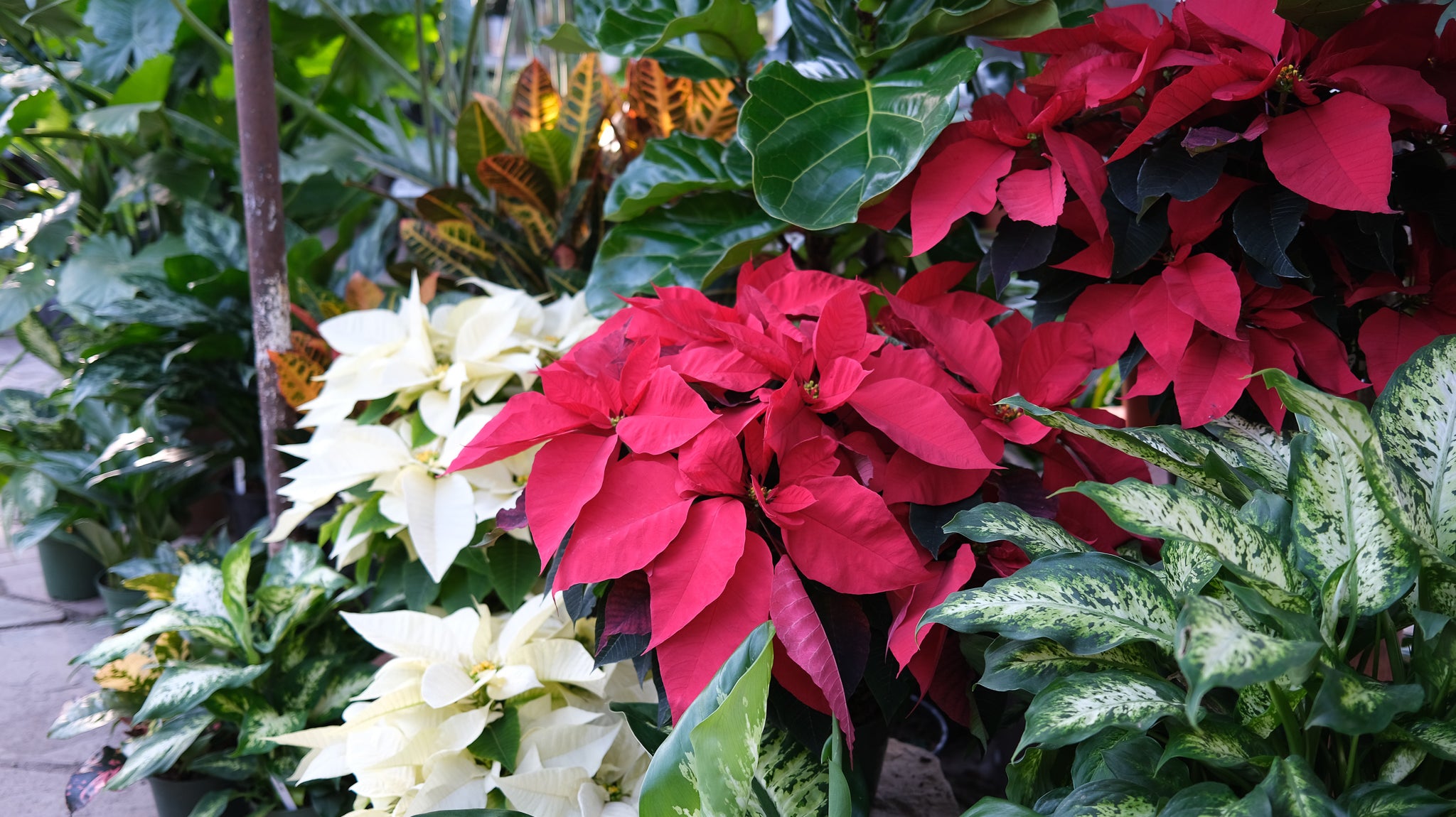 A Christmas Gift Guide for Plant Lovers