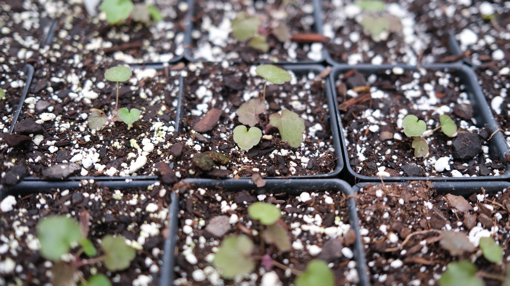 Growing seeds at Michler's Florist in Lexington