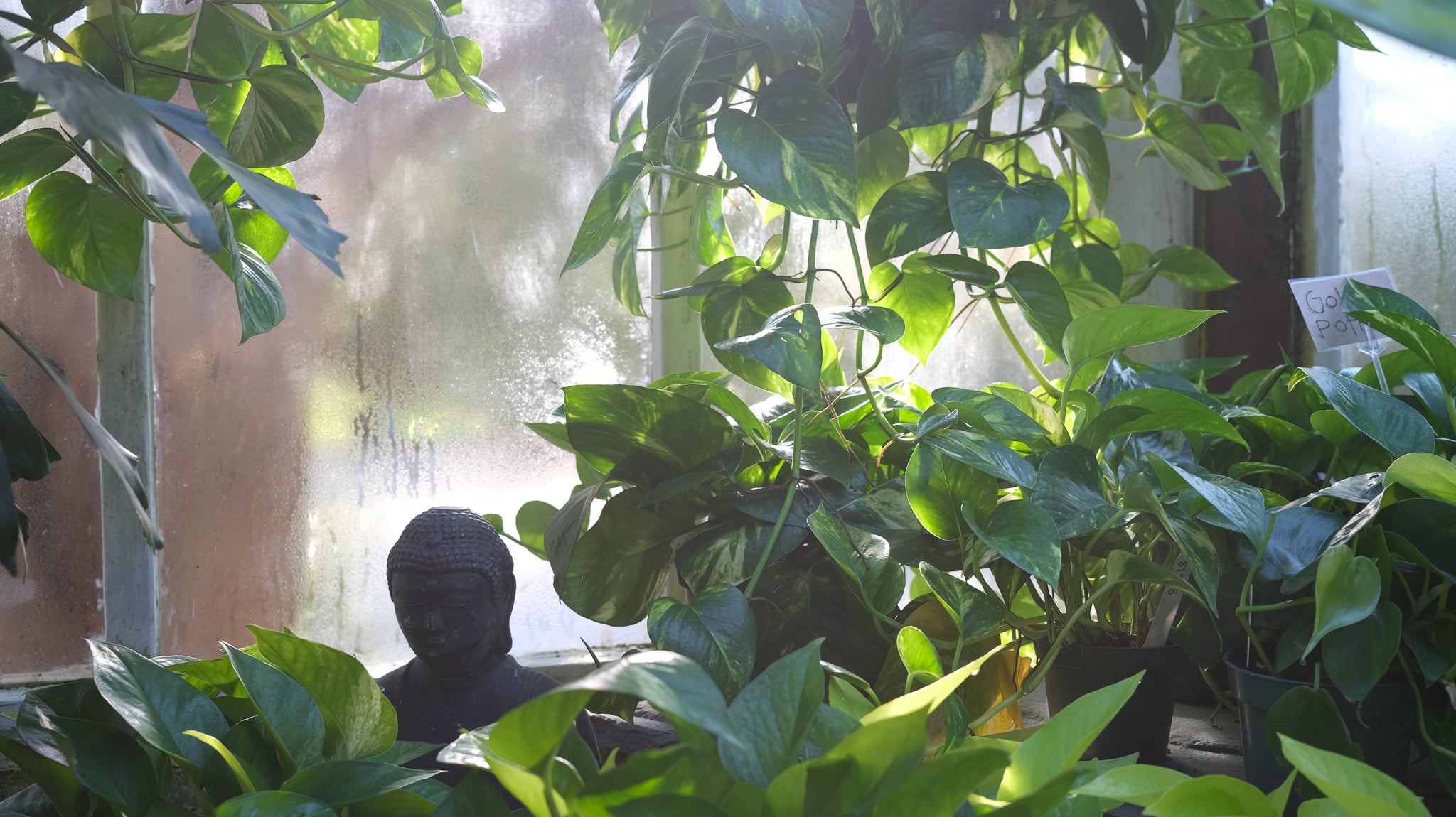 Houseplants at Michler's