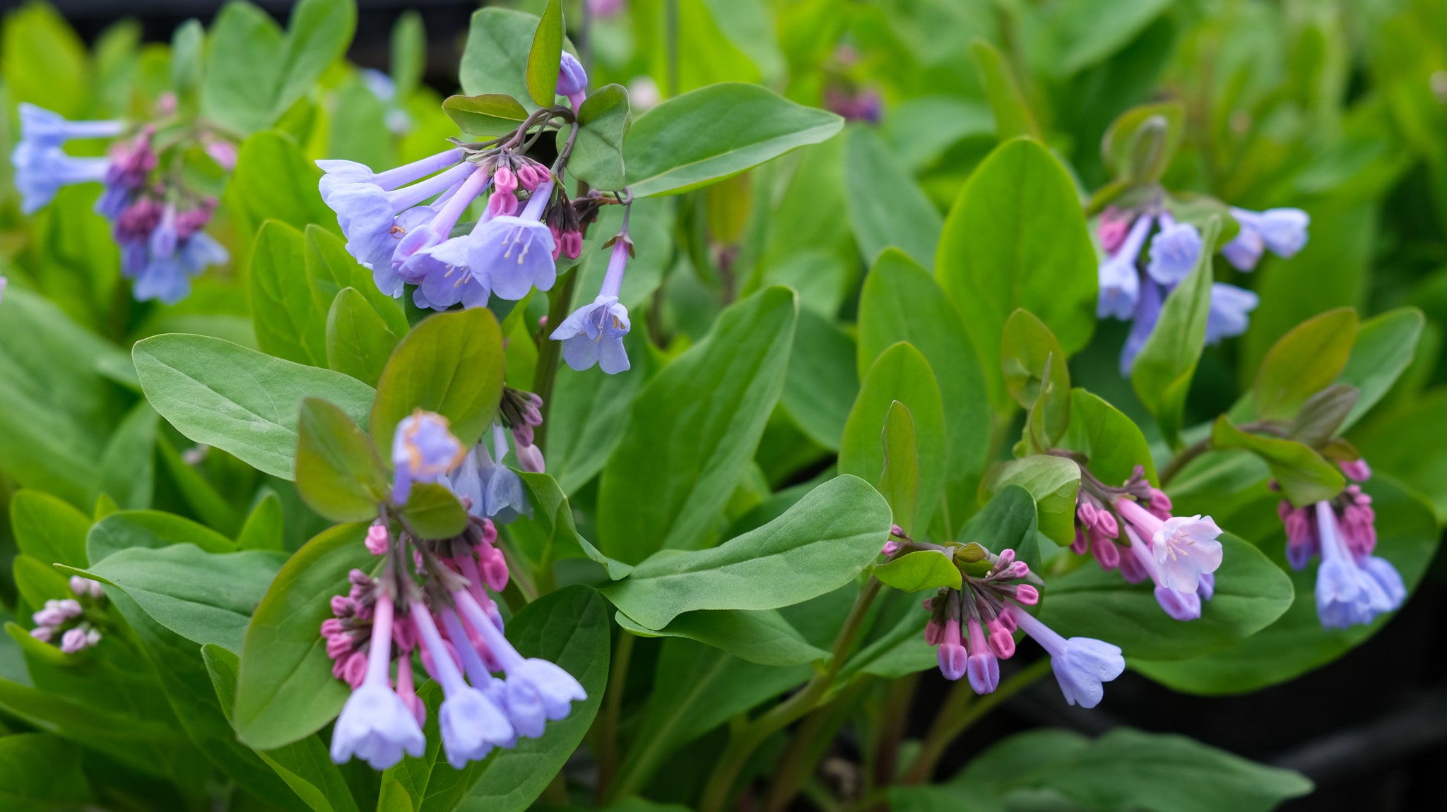 Spring Ephemerals at Michler's