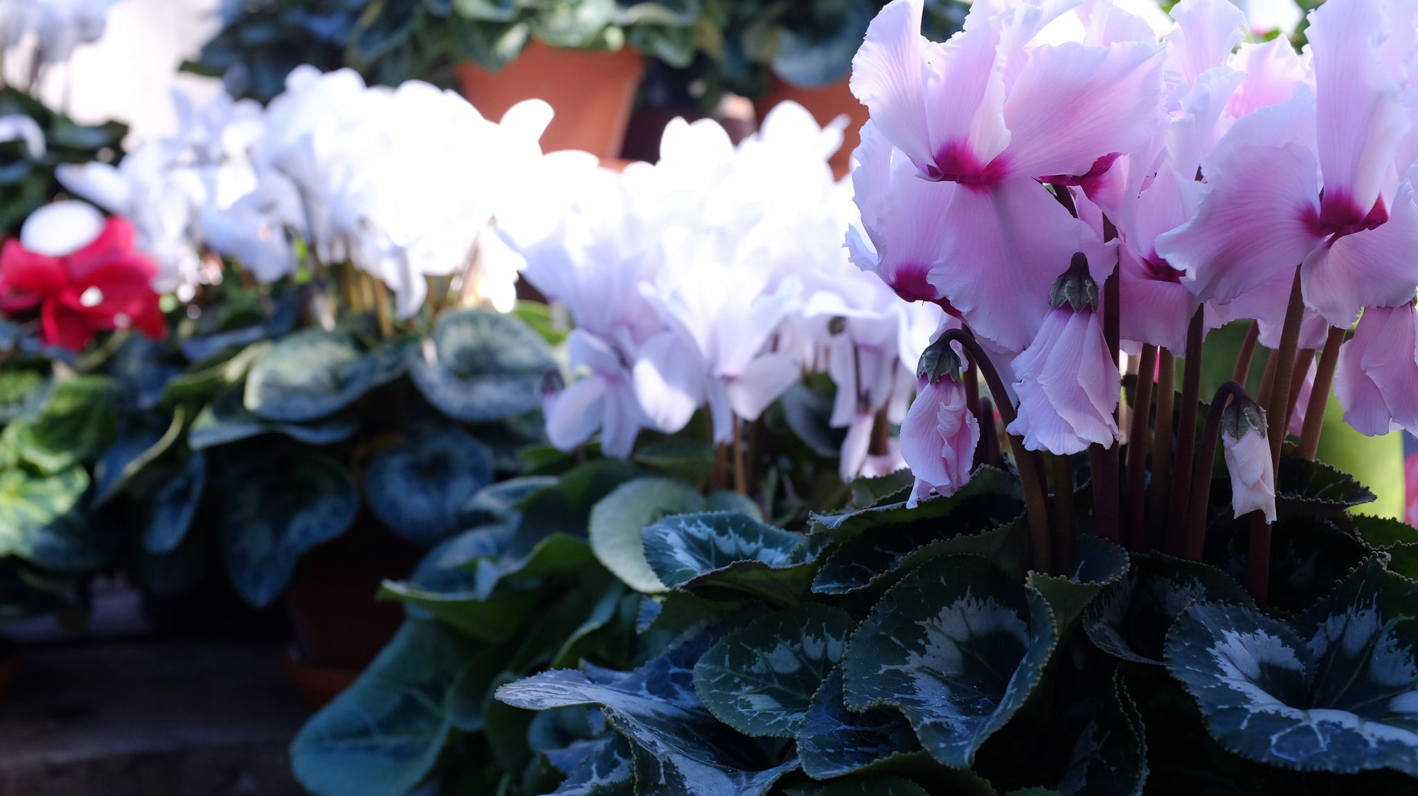 Potted Cyclamen Michler's Florist