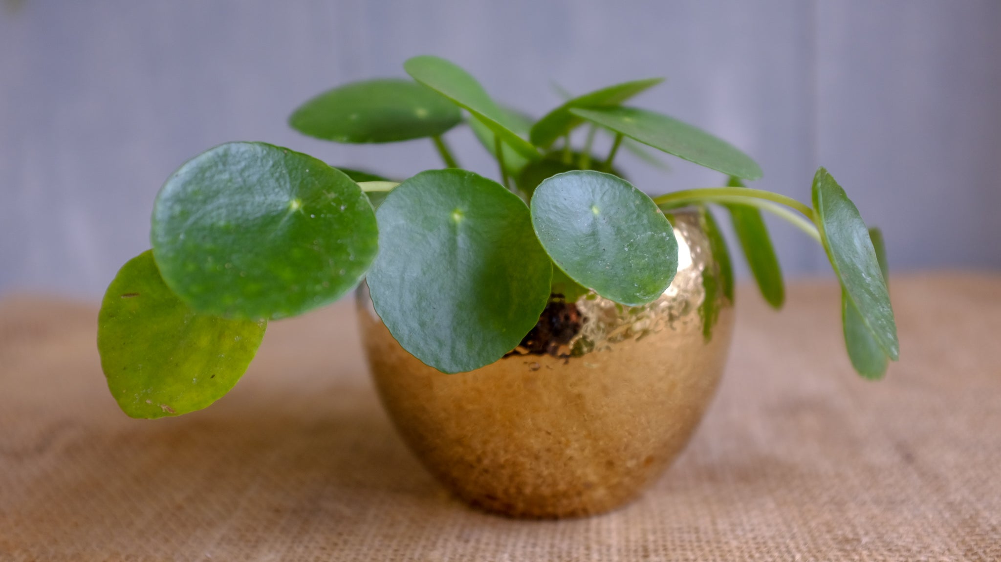 Chinese Money Plant (Pilea peperomiodes)