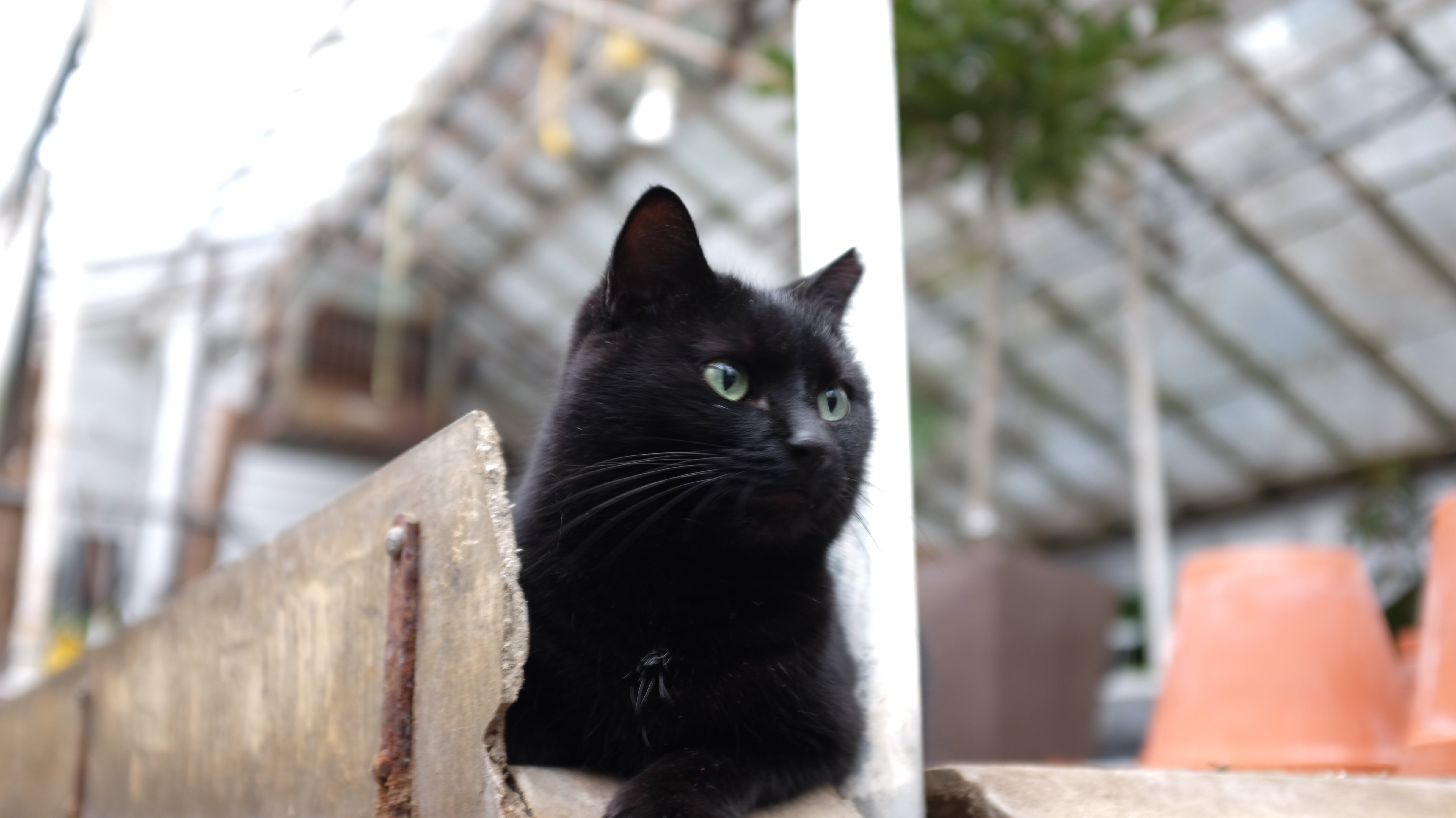 Pet-Friendly Houseplants