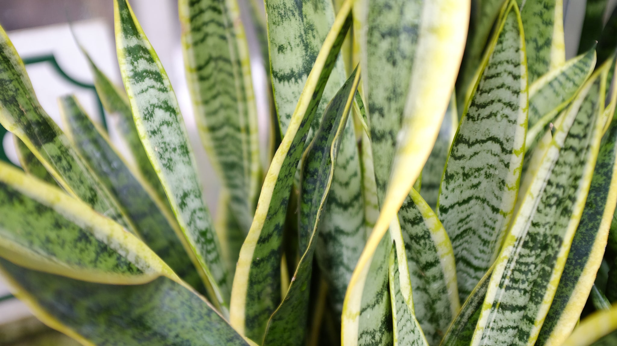 Snake plant (sansevieria) at Michler's in Lexington KY
