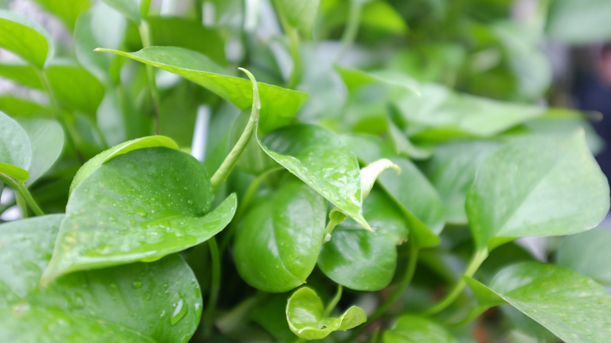 Pothos Plant at Michler's in Lexington, KY