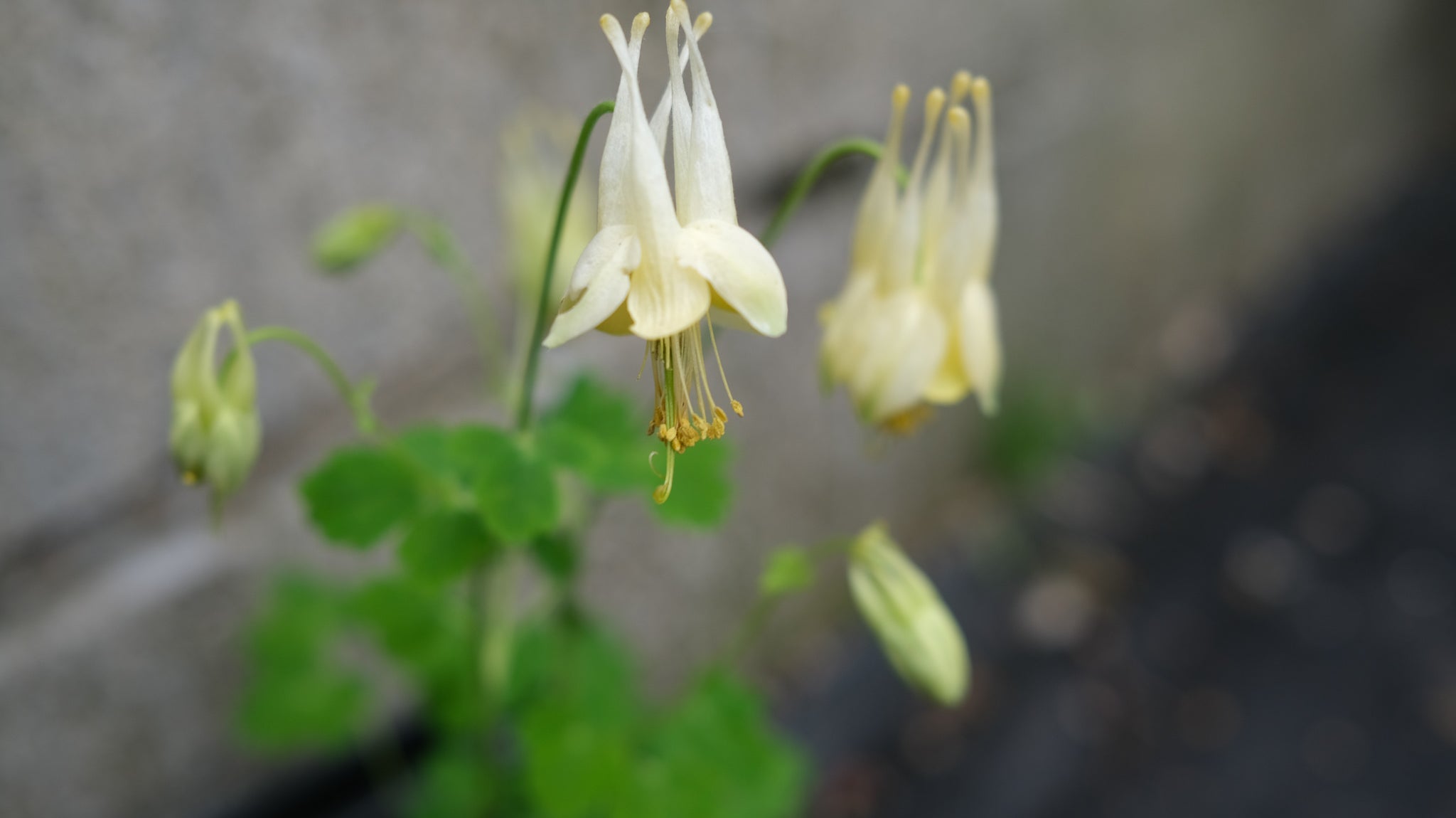 Native perennials at Michler's