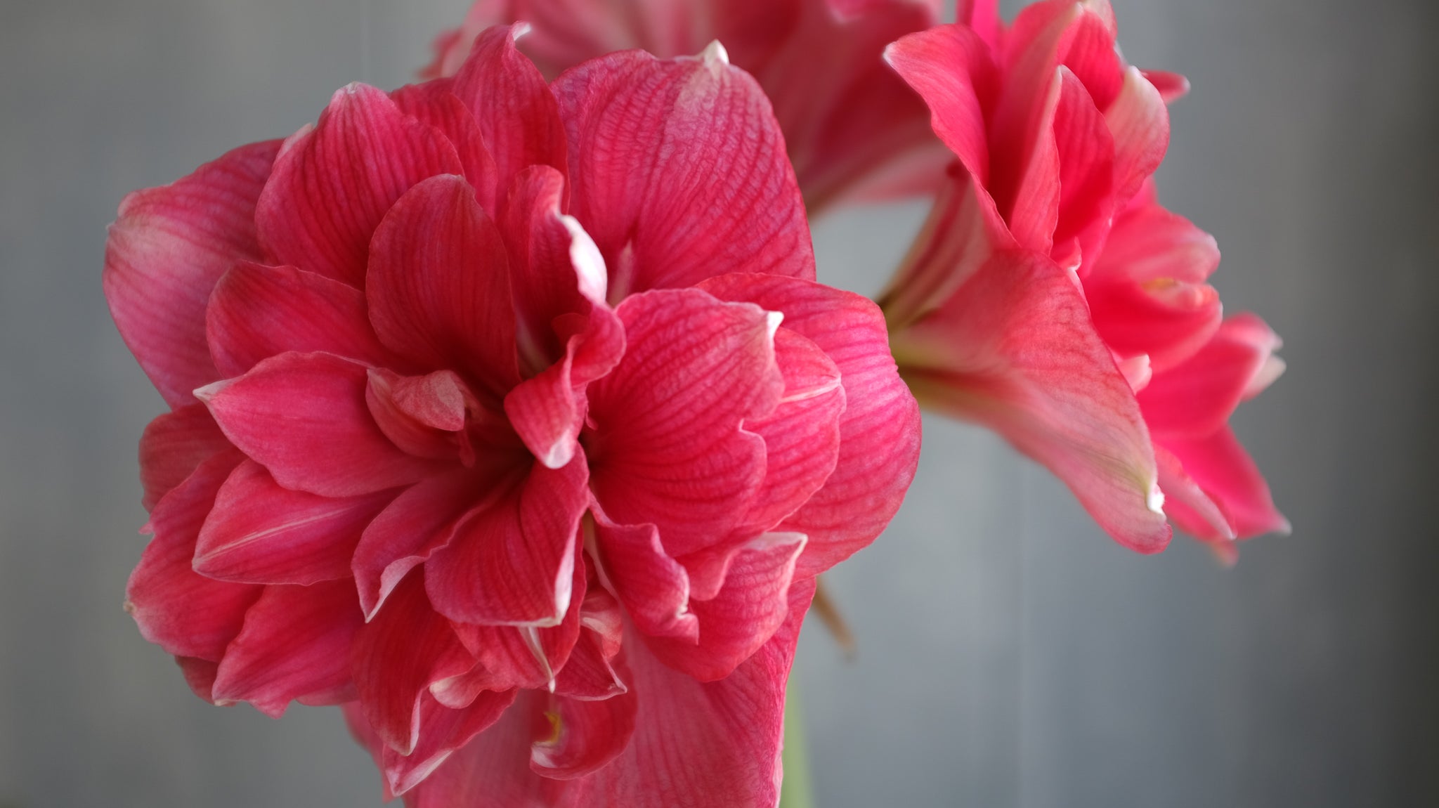 Amaryllis at Michler's in Lexington