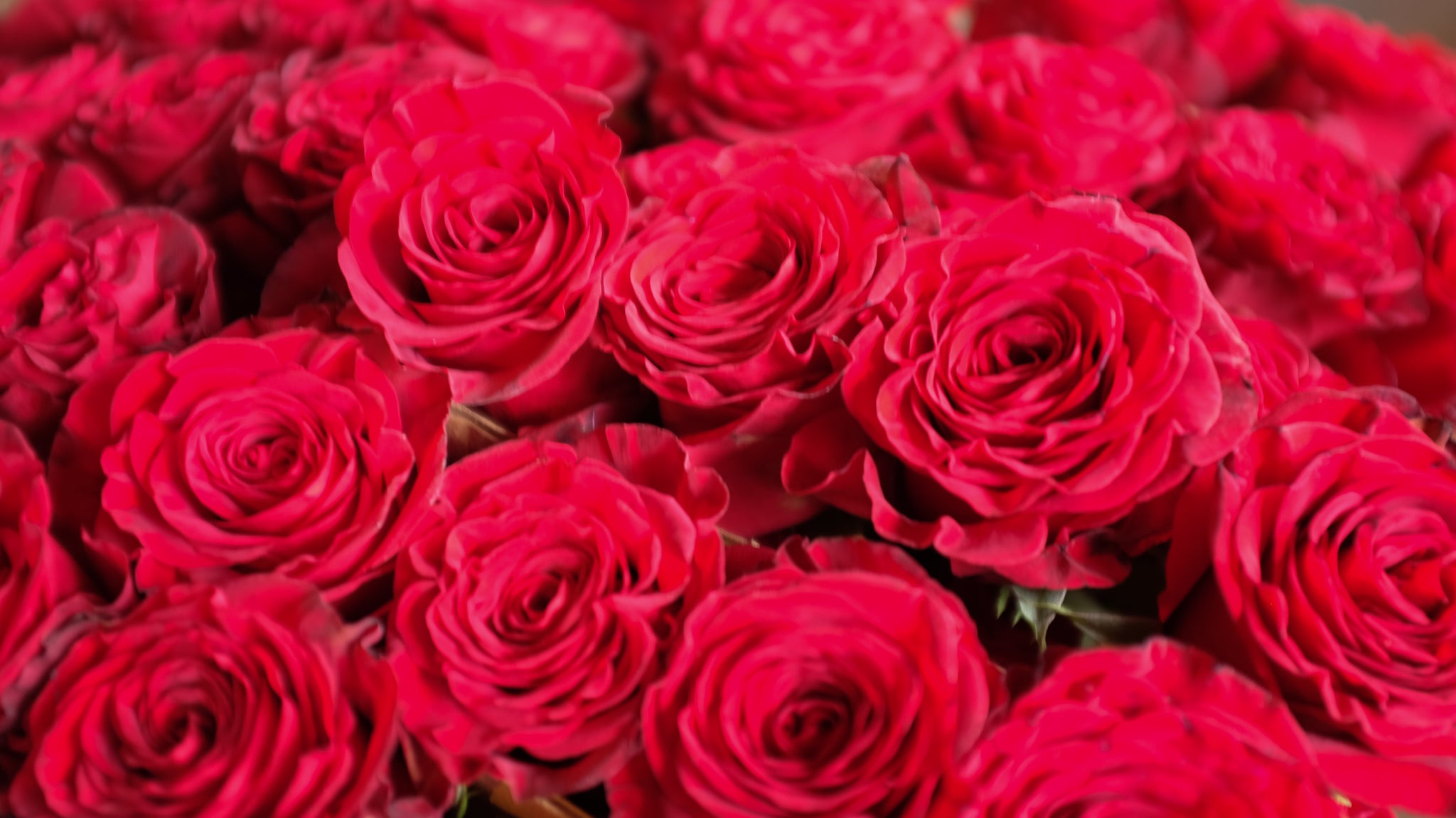 Red Open Cut Roses at Michler's Florist