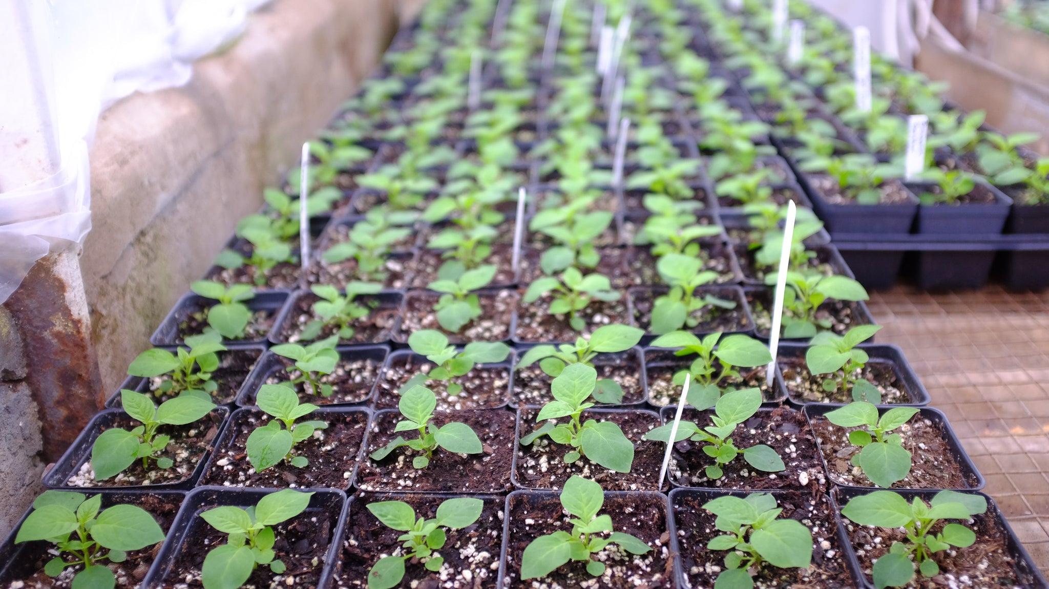 Spring seedlings at Michler's in Lexington KY