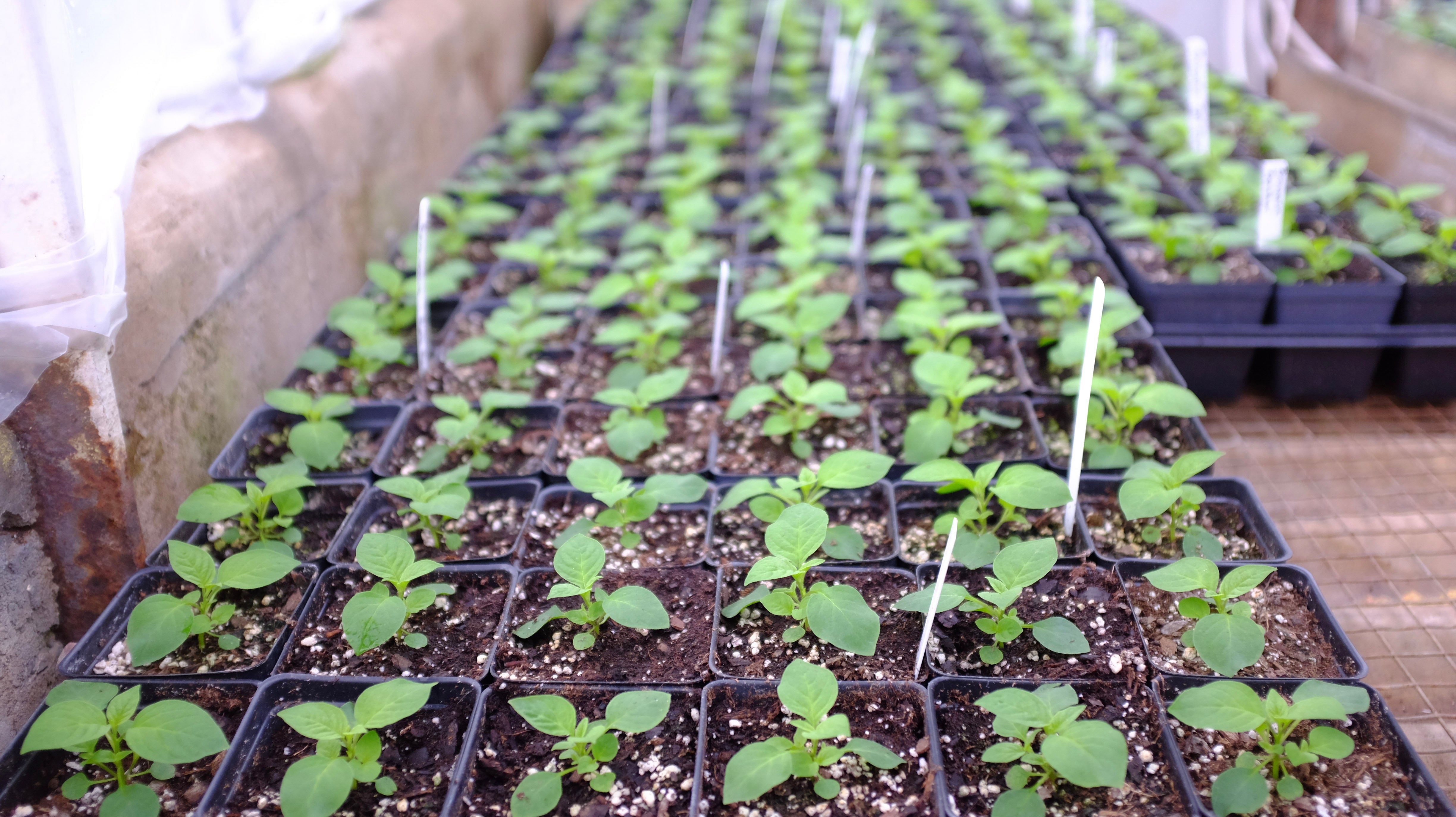 annual seedlings michler's florist and greenhouse lexington, Kenucky