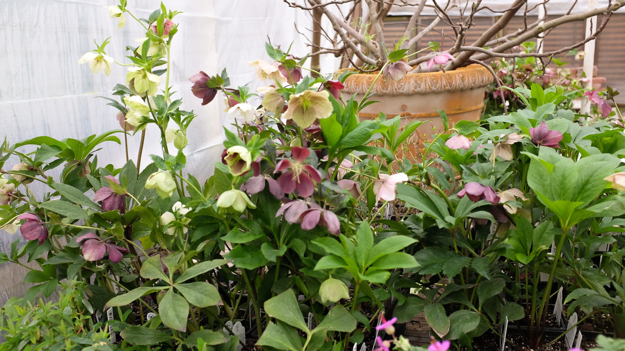 Hellebores at Michler's in Lexington, KY
