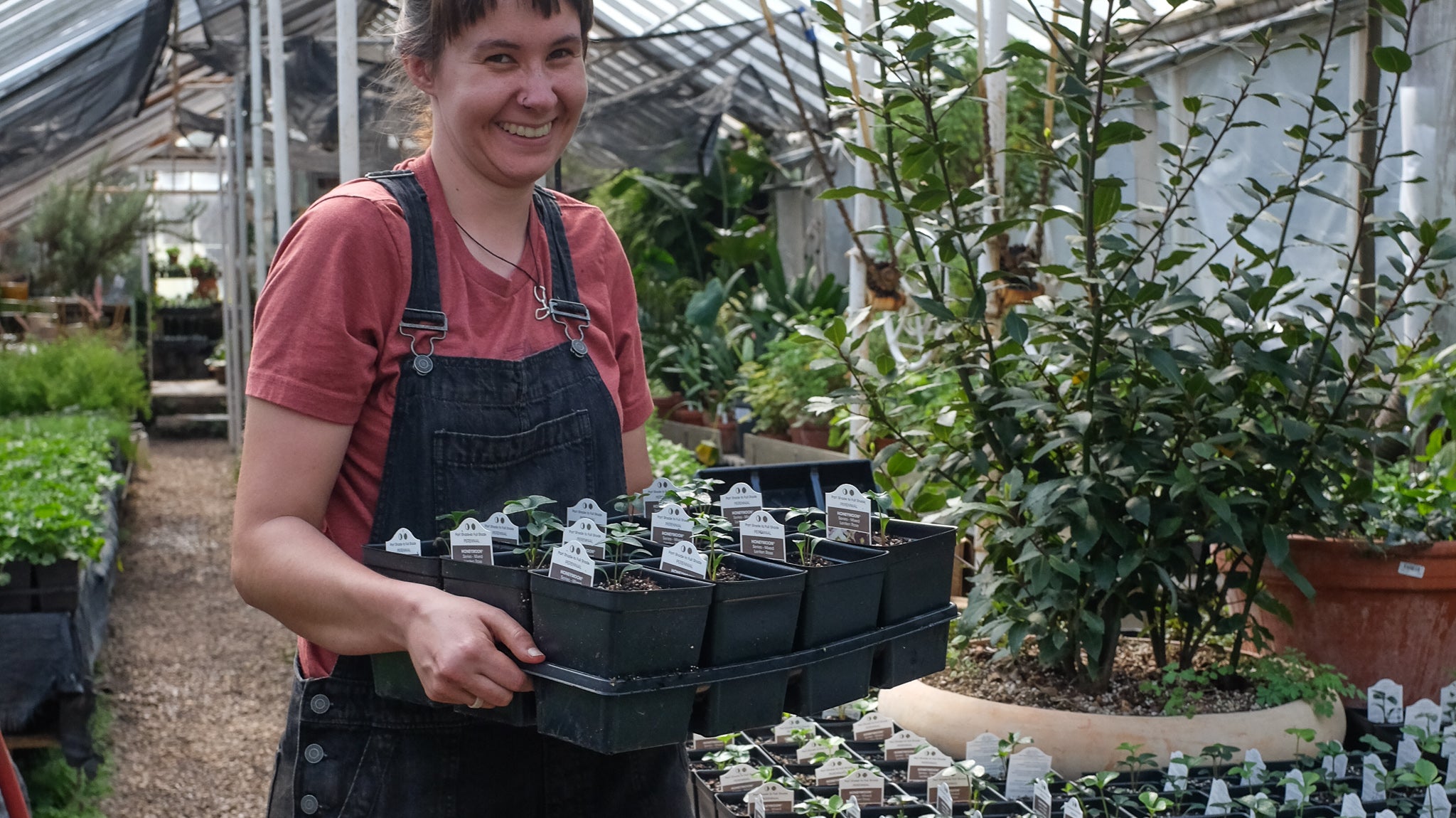 Perennials at Michler's in Lexington KY