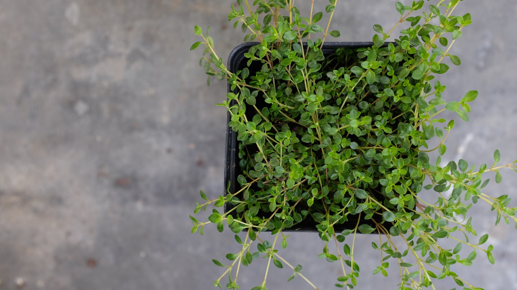 Fresh herbs at Michler's in Lexington KY