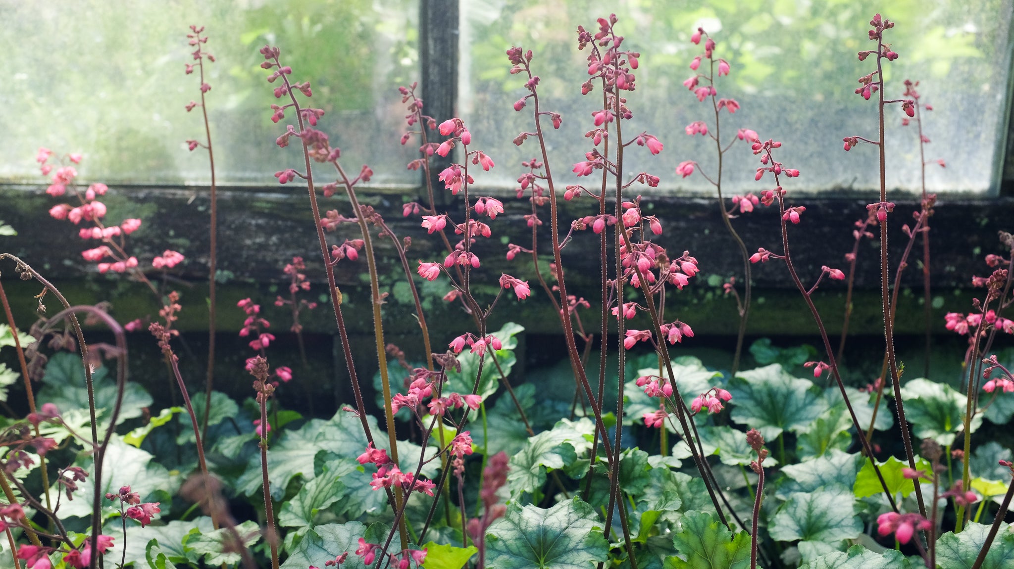 Blooming coral bells at Michler's in Lexington KY