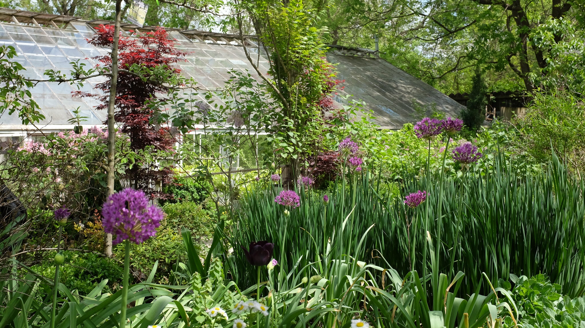 Bulb Gardening for Beginners