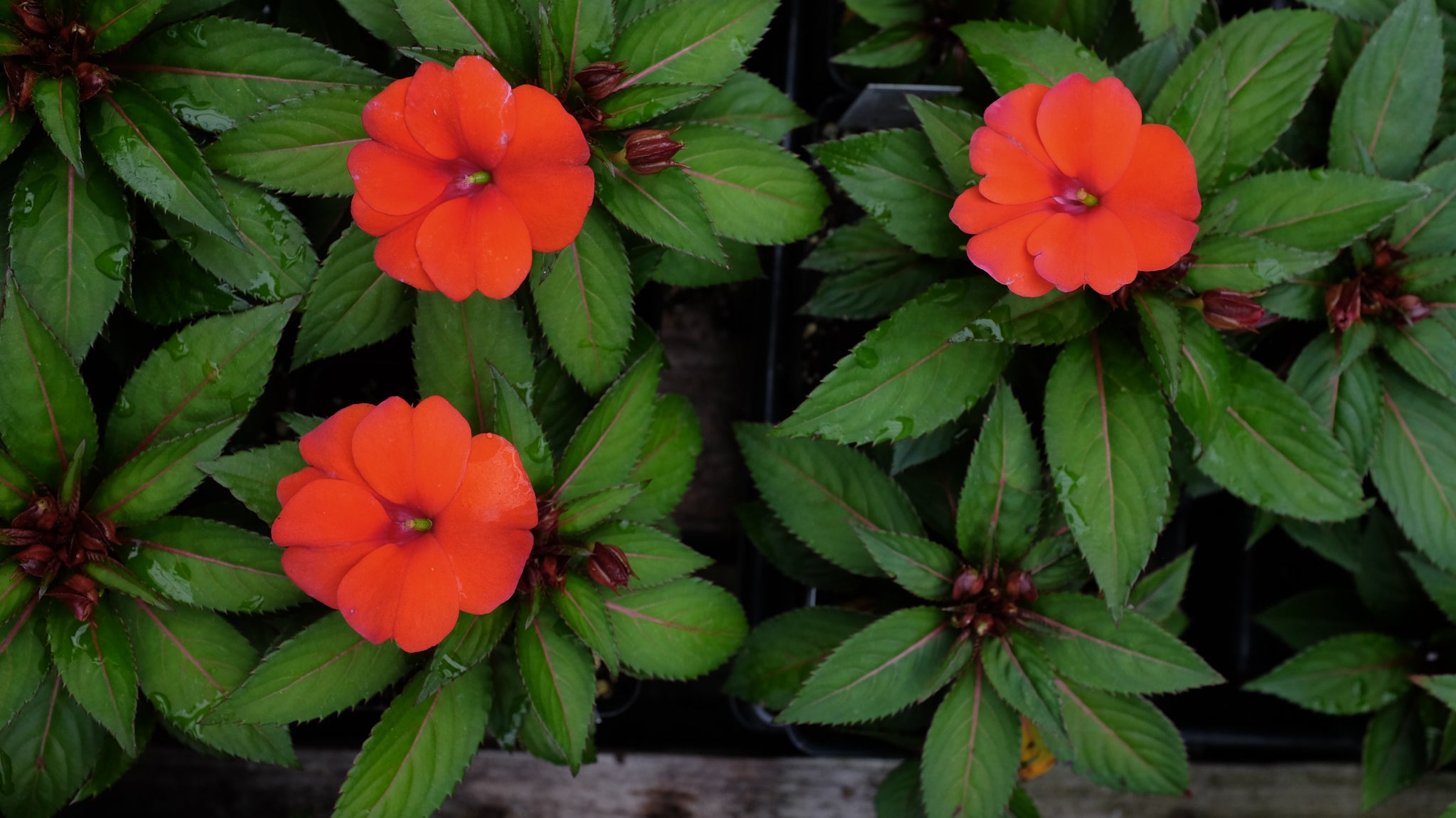 Blooming annuals at Michler's