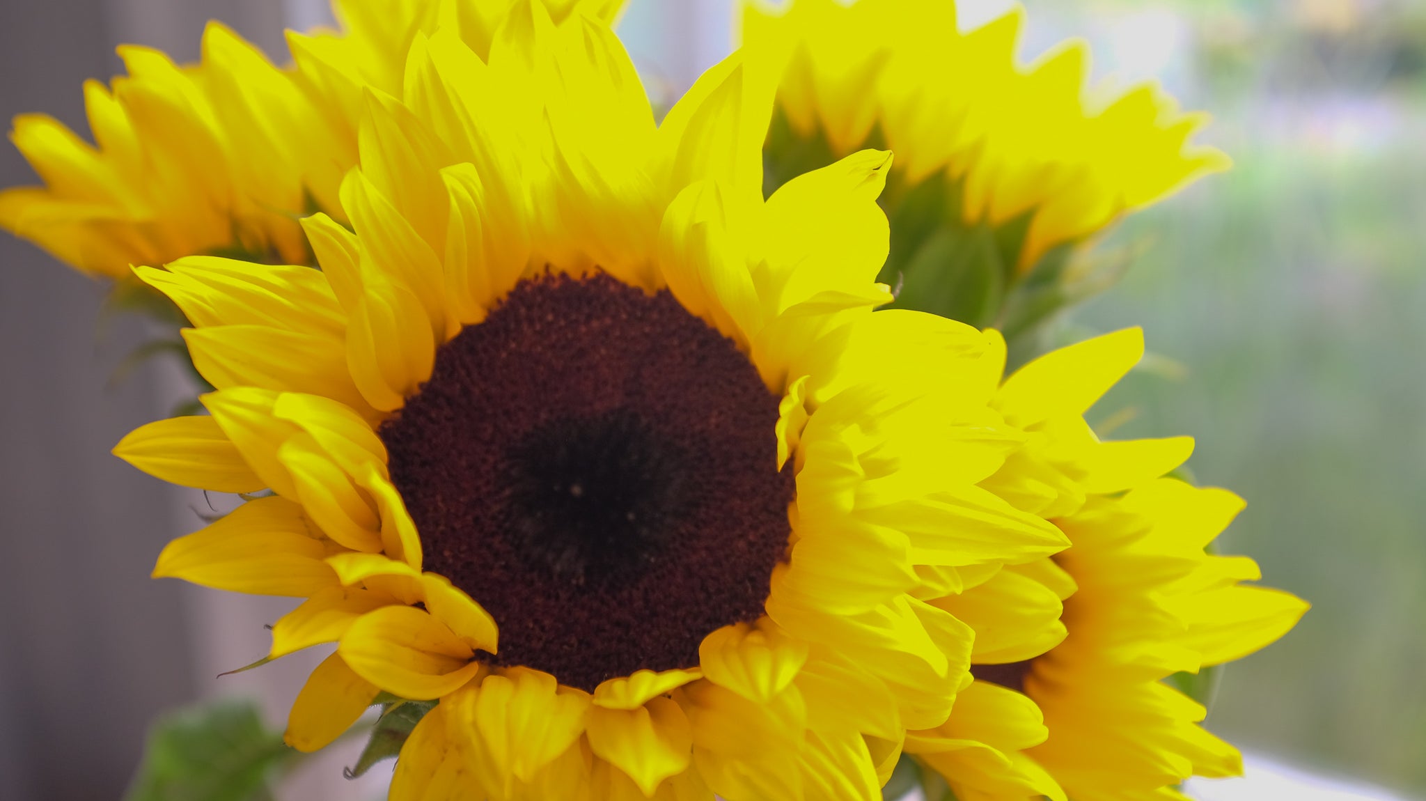Sunflowers at Michler's in Lexington KY