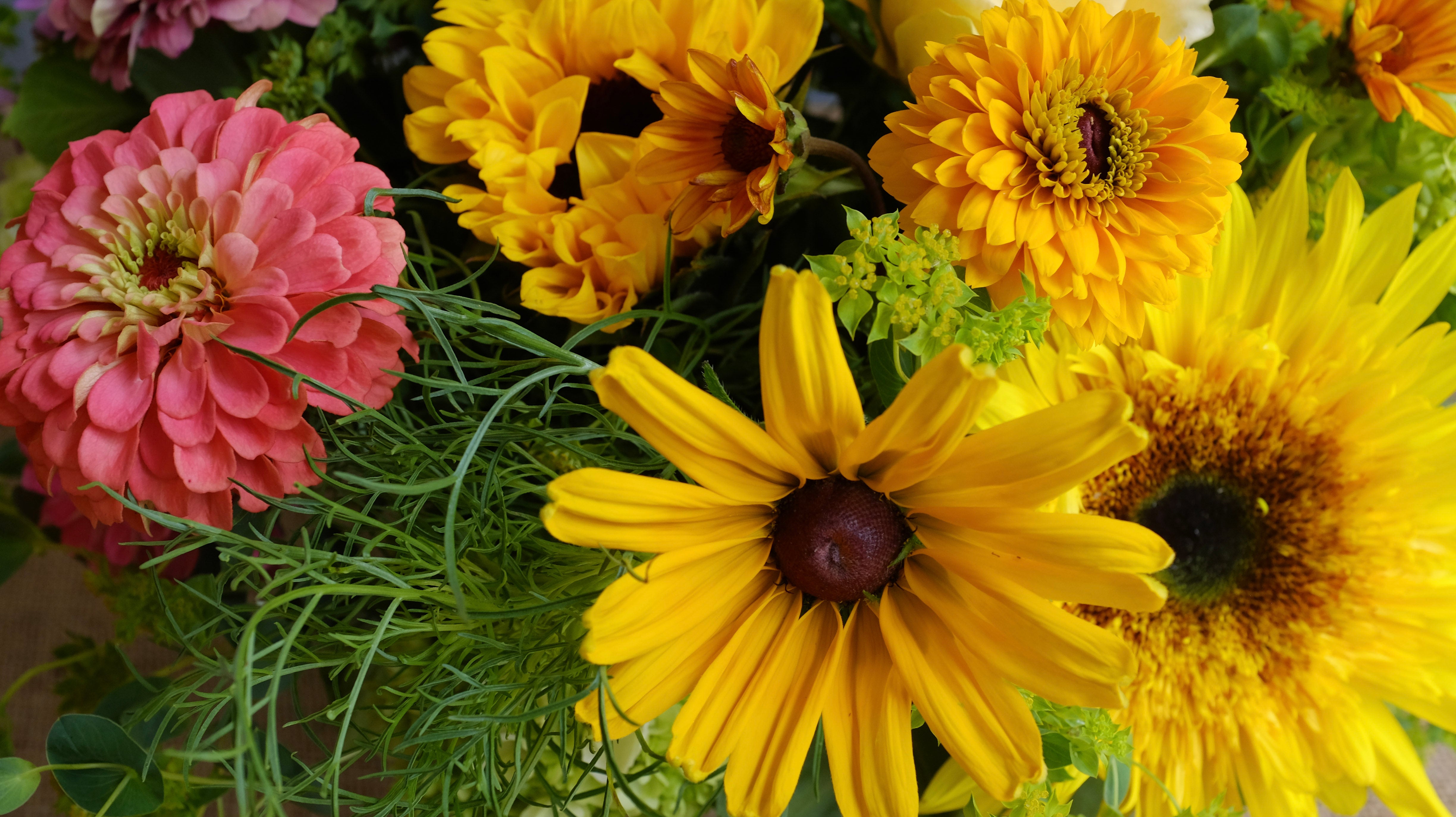 Local Zinnias and Sunflowers from Greenhouse 17 at Michler's Florist