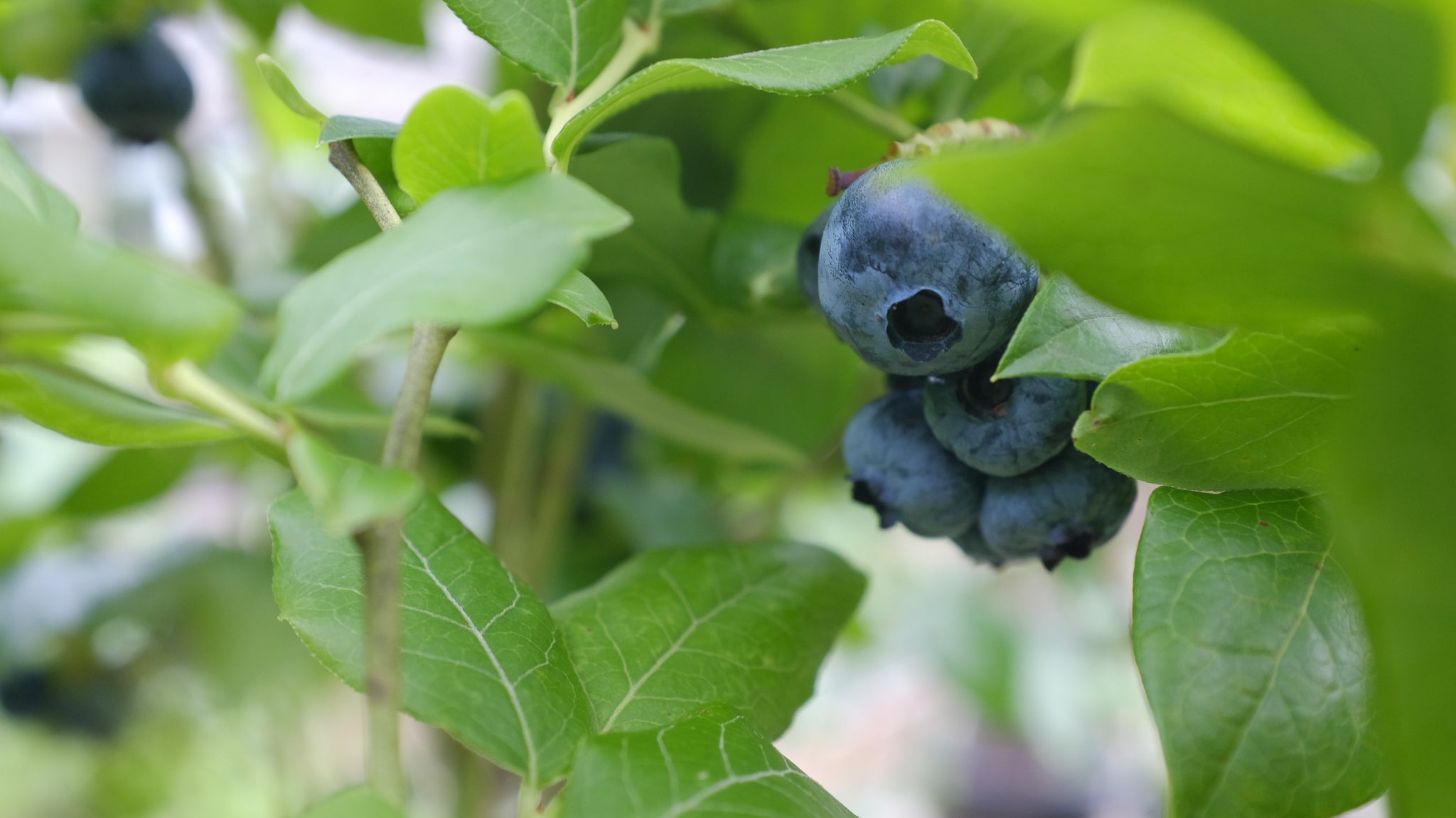 Blueberries at Michler's in Lexington KY