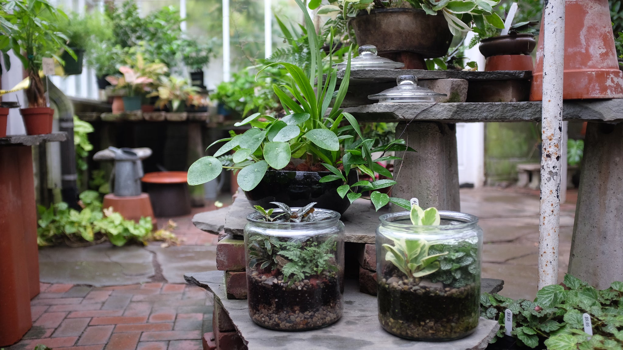 A Houseplant Gift-Giving Guide