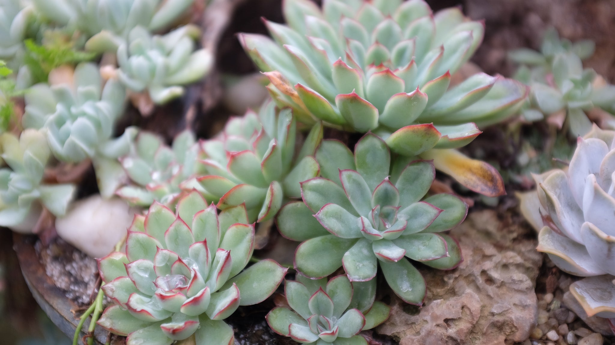 Houseplants at Michler's in Lexington