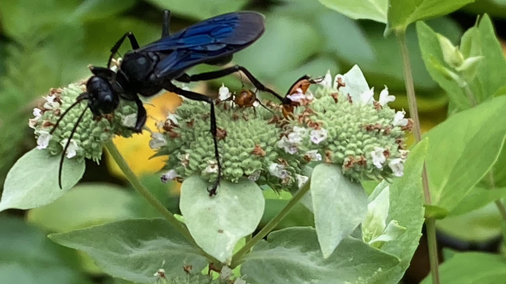 Pollinators at Michler's