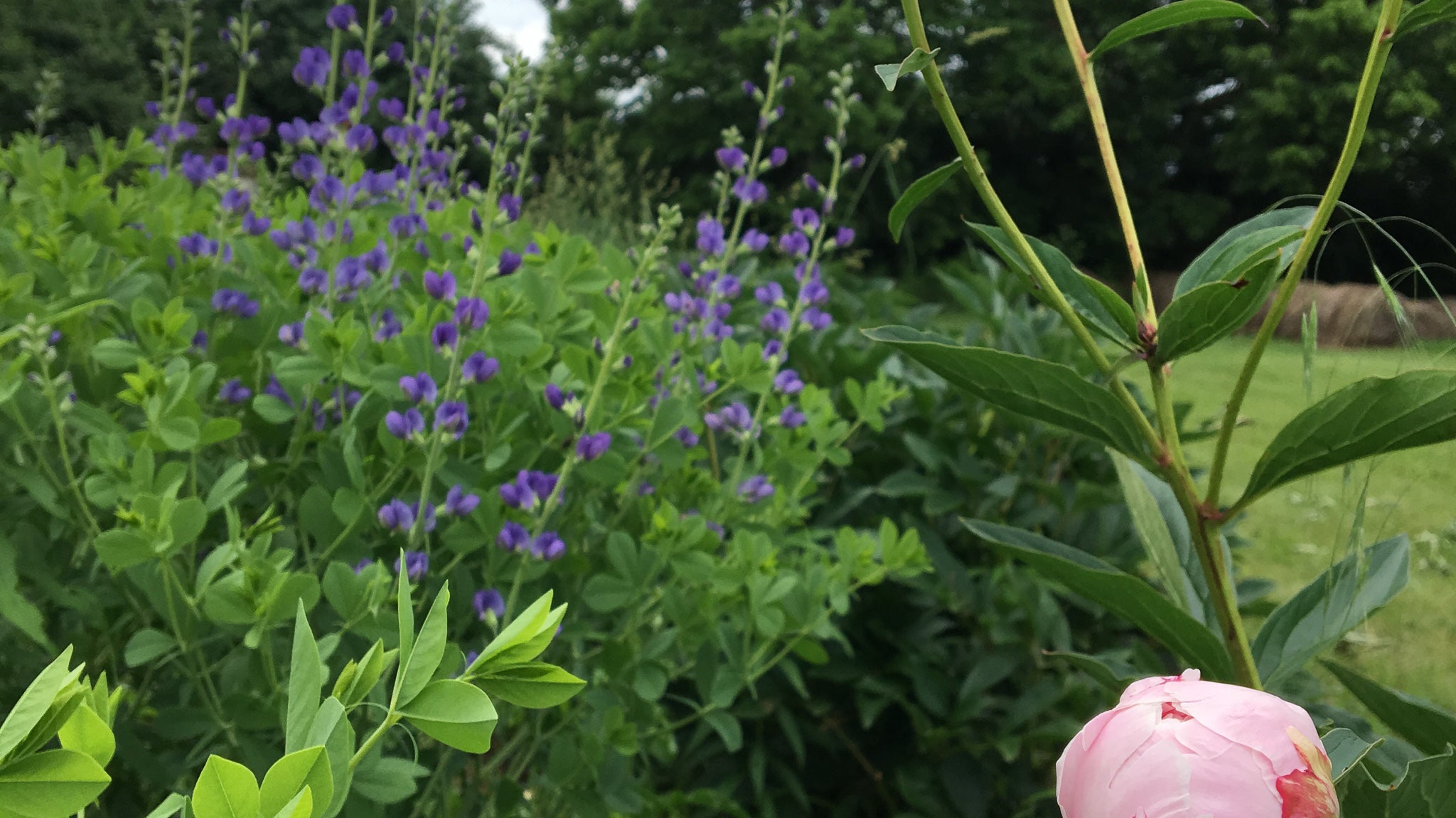 Peonies and Baptisia - Local Field Fresh Flowers