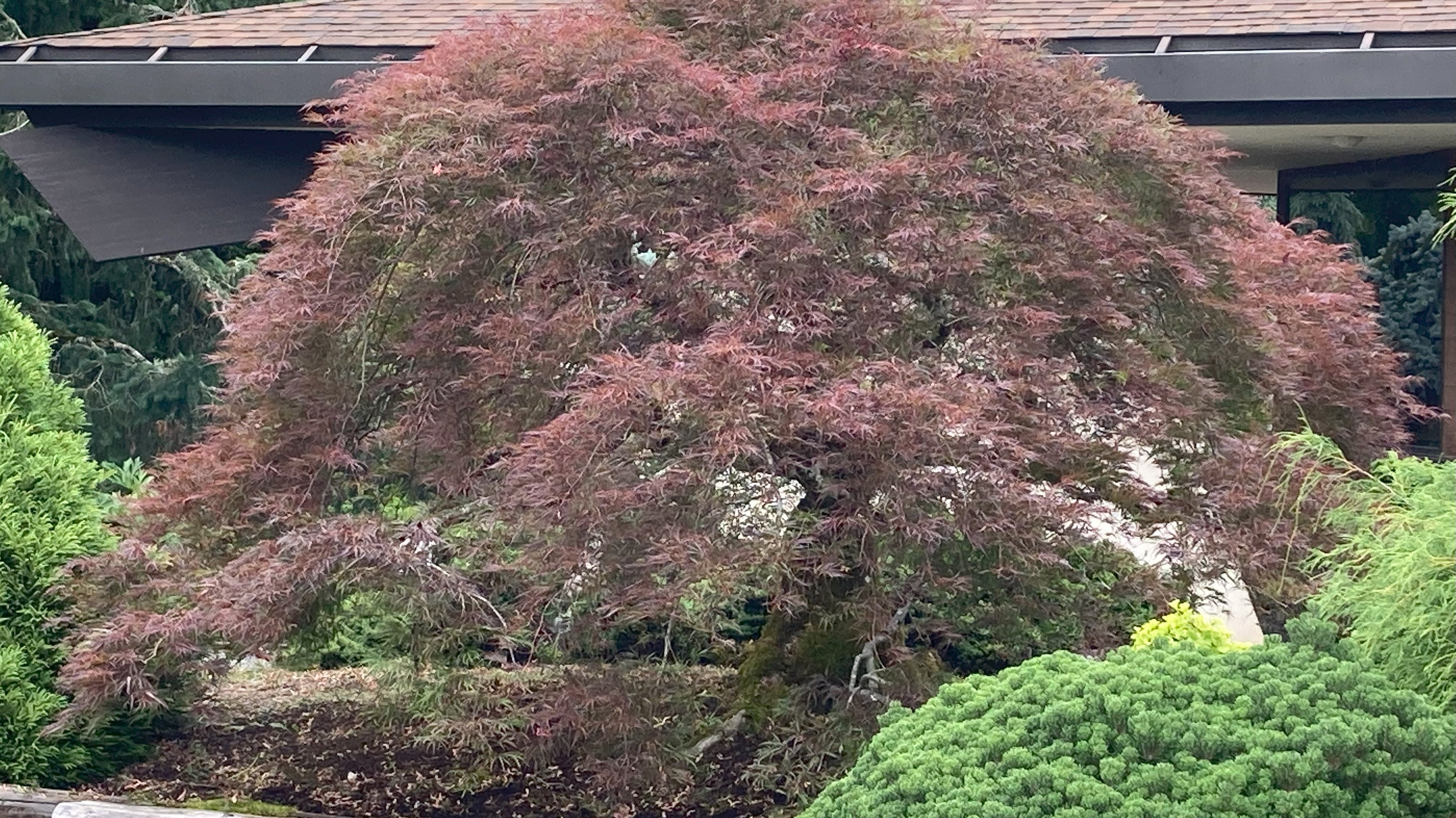 Portland Japanese Garden Seminar
