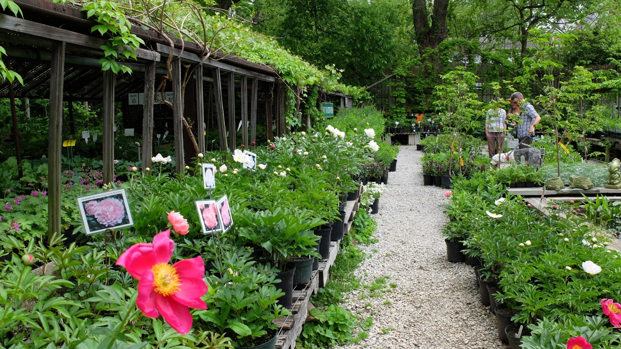 Peony Plants at Michler's Florist, Greenhouses & Garden Design
