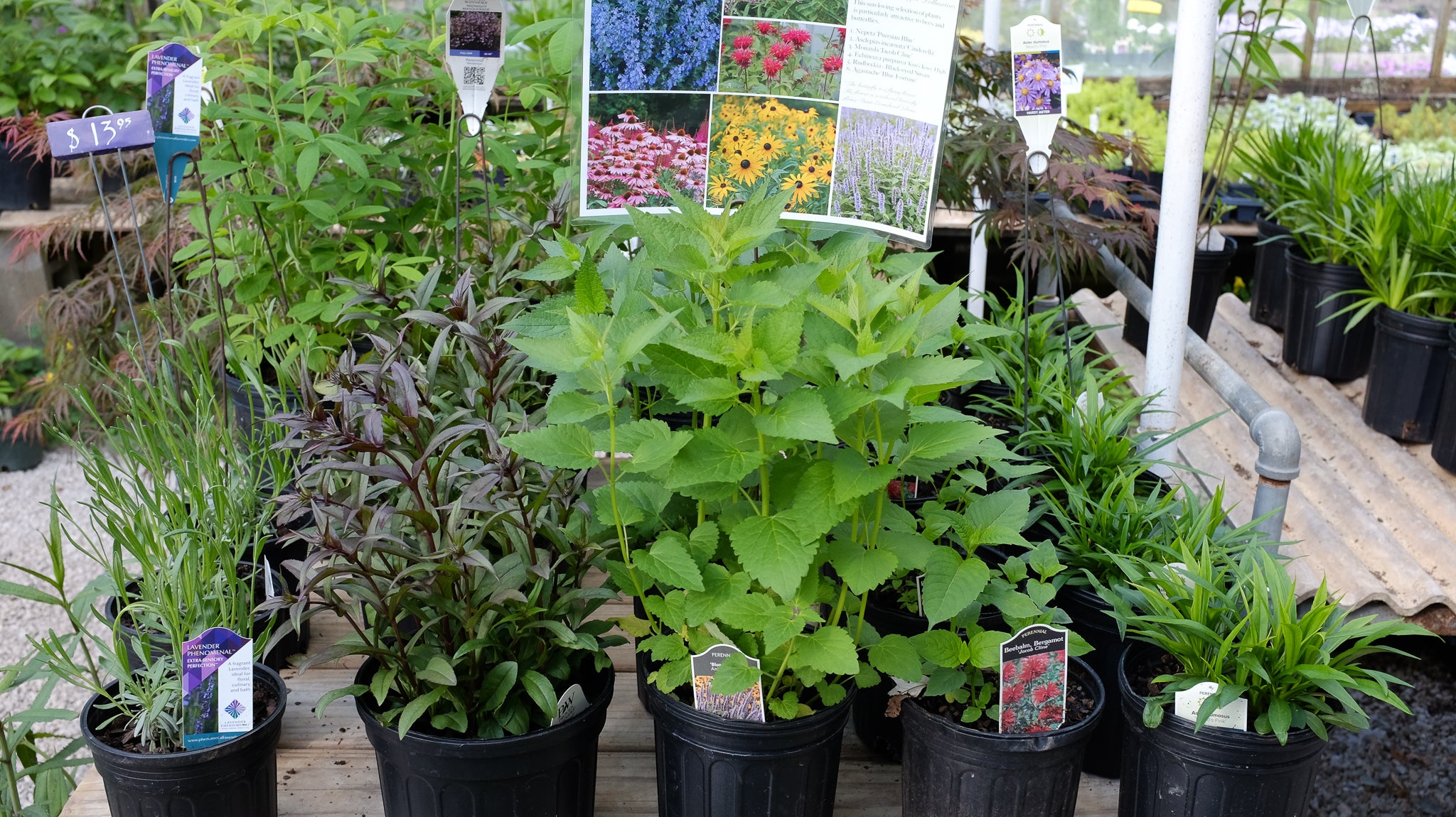 Save the Bees: Pollinator Friendly Plants for Bees and Butterflies