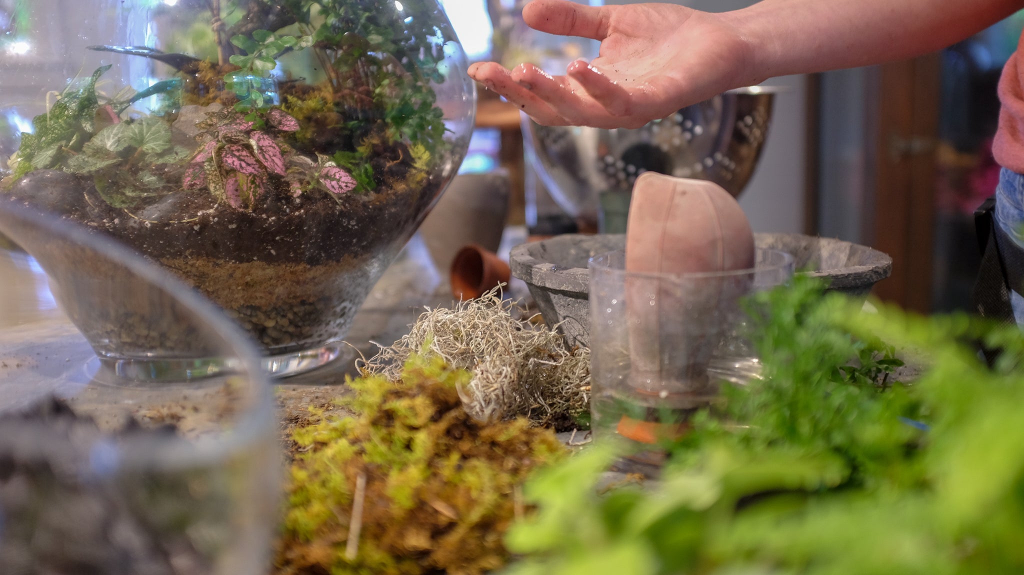 An open hand gestures towards glass terrariums that are filled with plants and moss