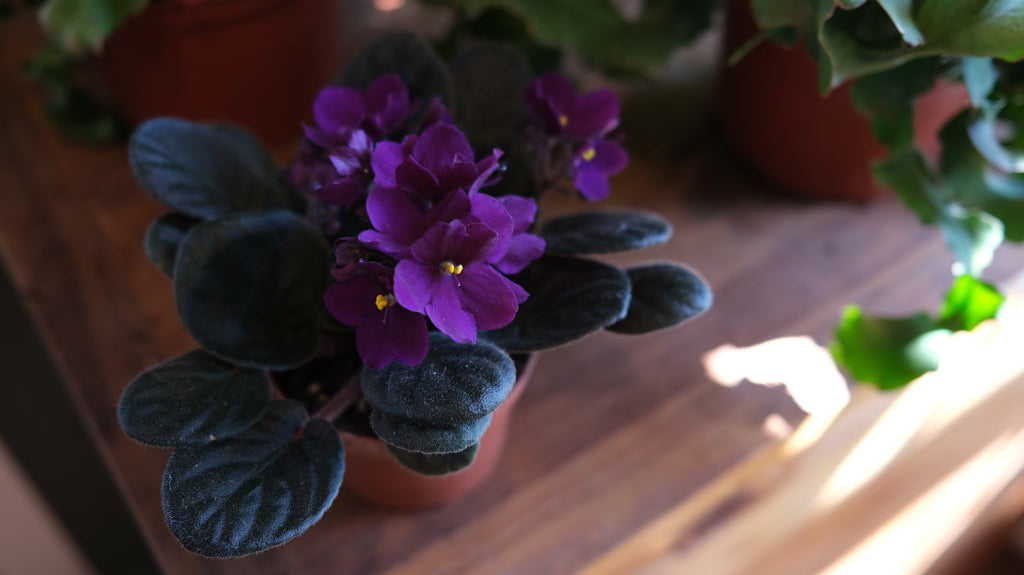 African violet at Michler's