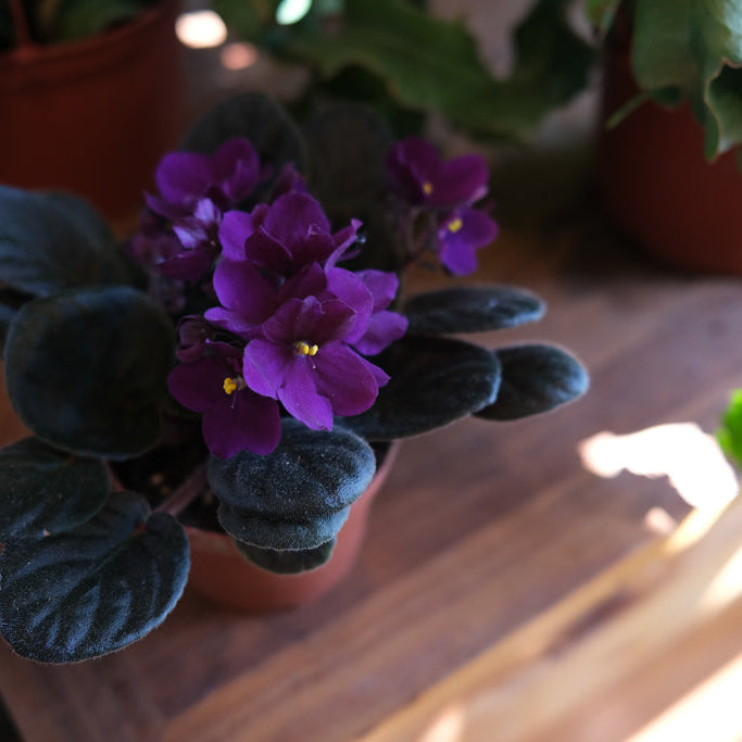 African violet at Michler's