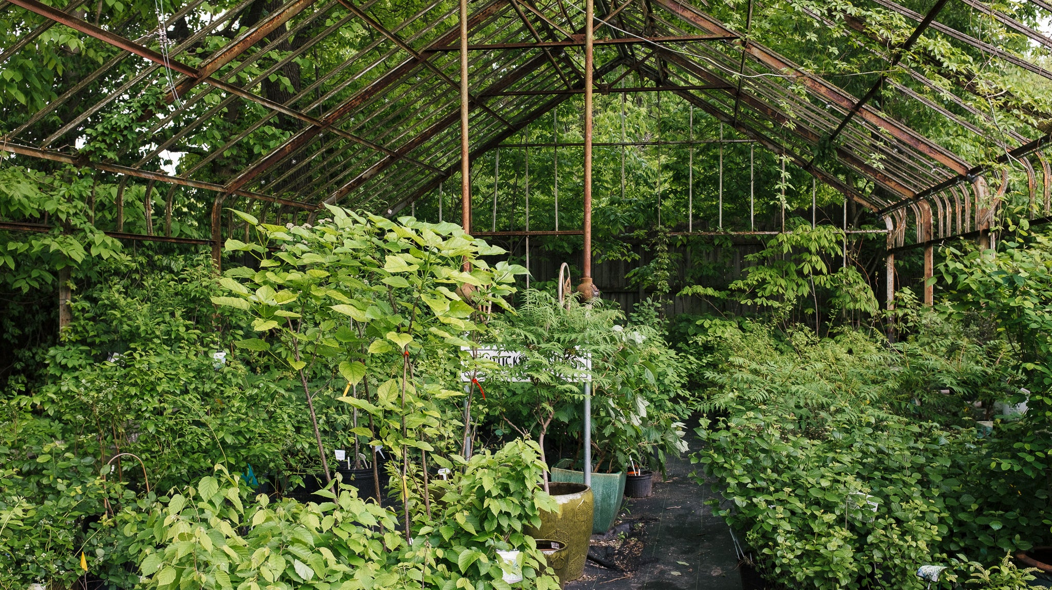 Historic Greenhouse Frames and Tree Fall
