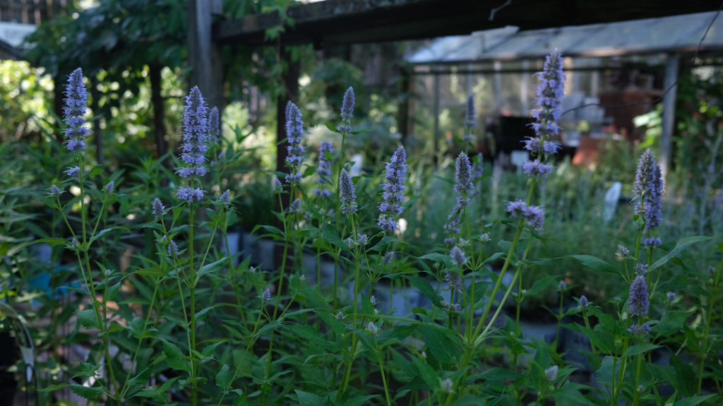 Perennials at Michler's Florist and Greenhouses
