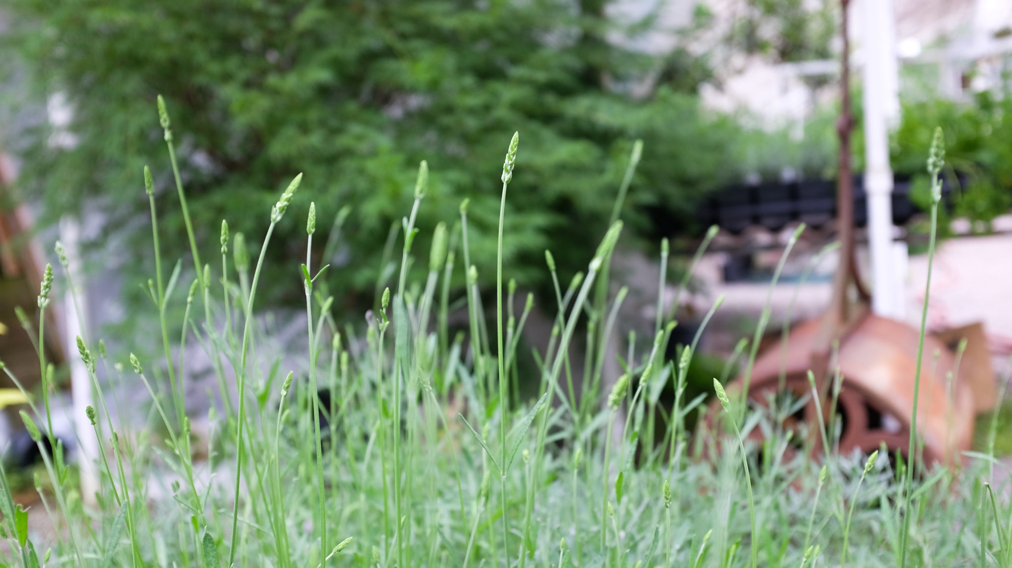 Lavender at Michler's Florist and Greenhouses
