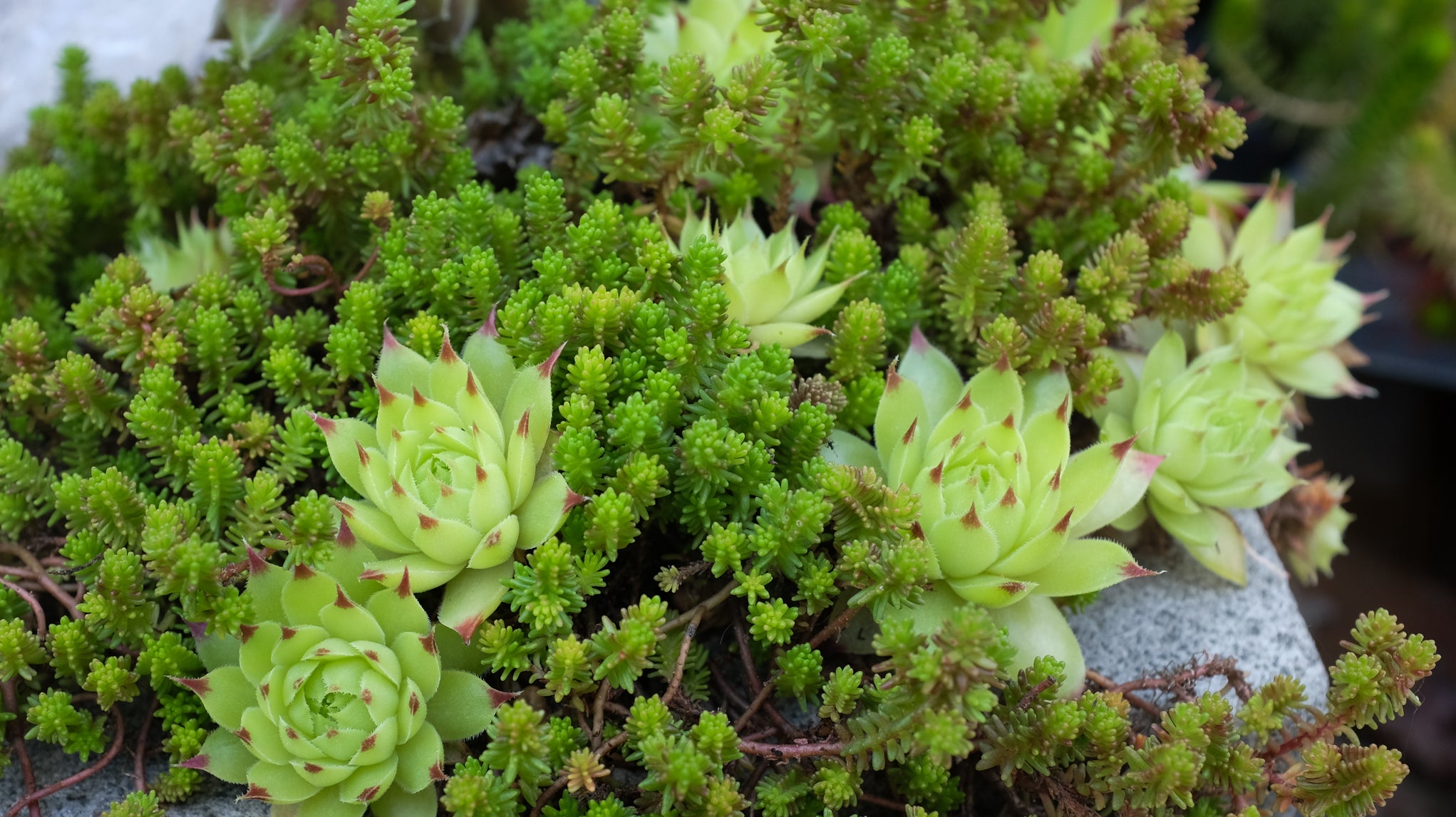 How to Rock Your Rock Garden