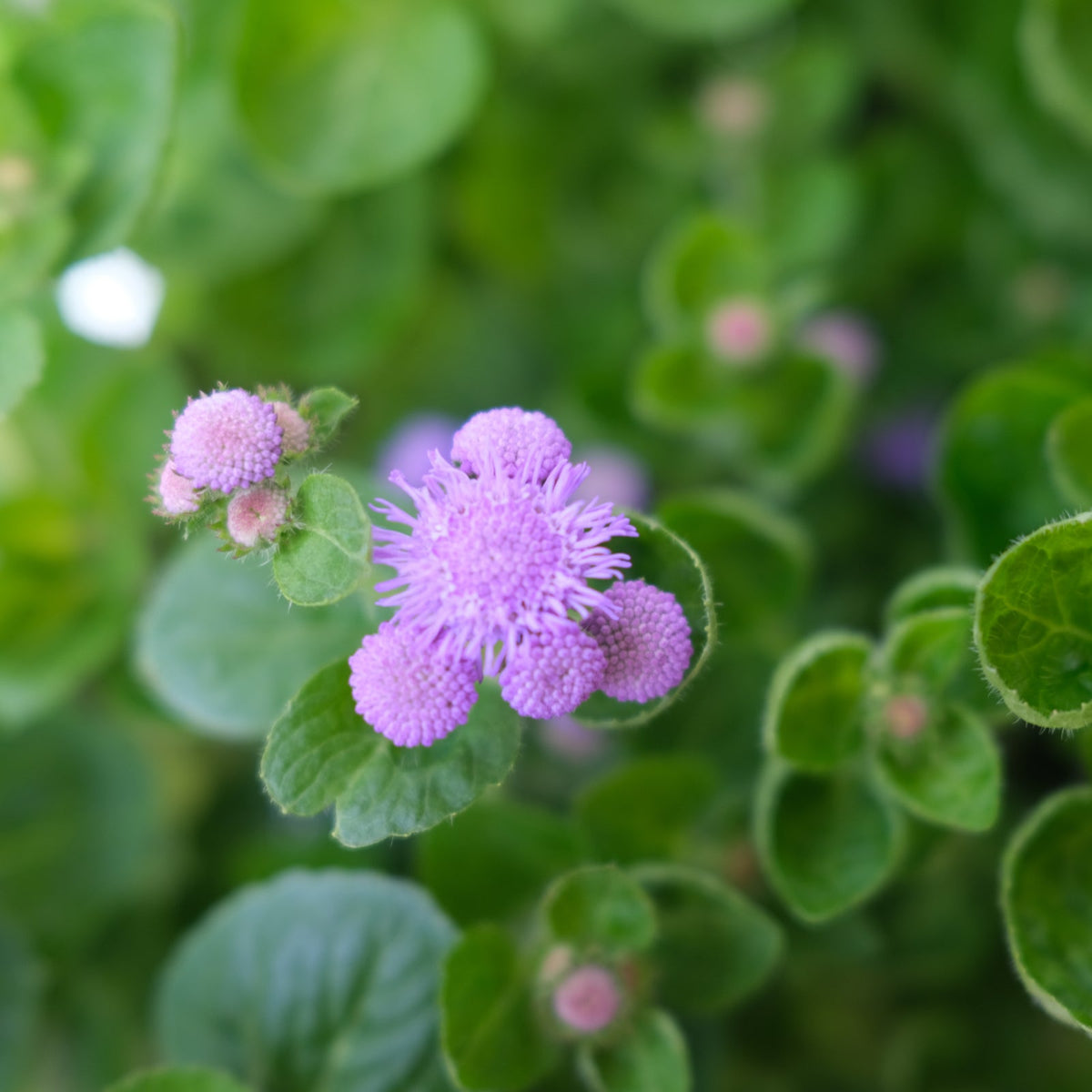 Ageratum houstonianum ‘Bumble Blue’ (Floss Flower) | Annual in