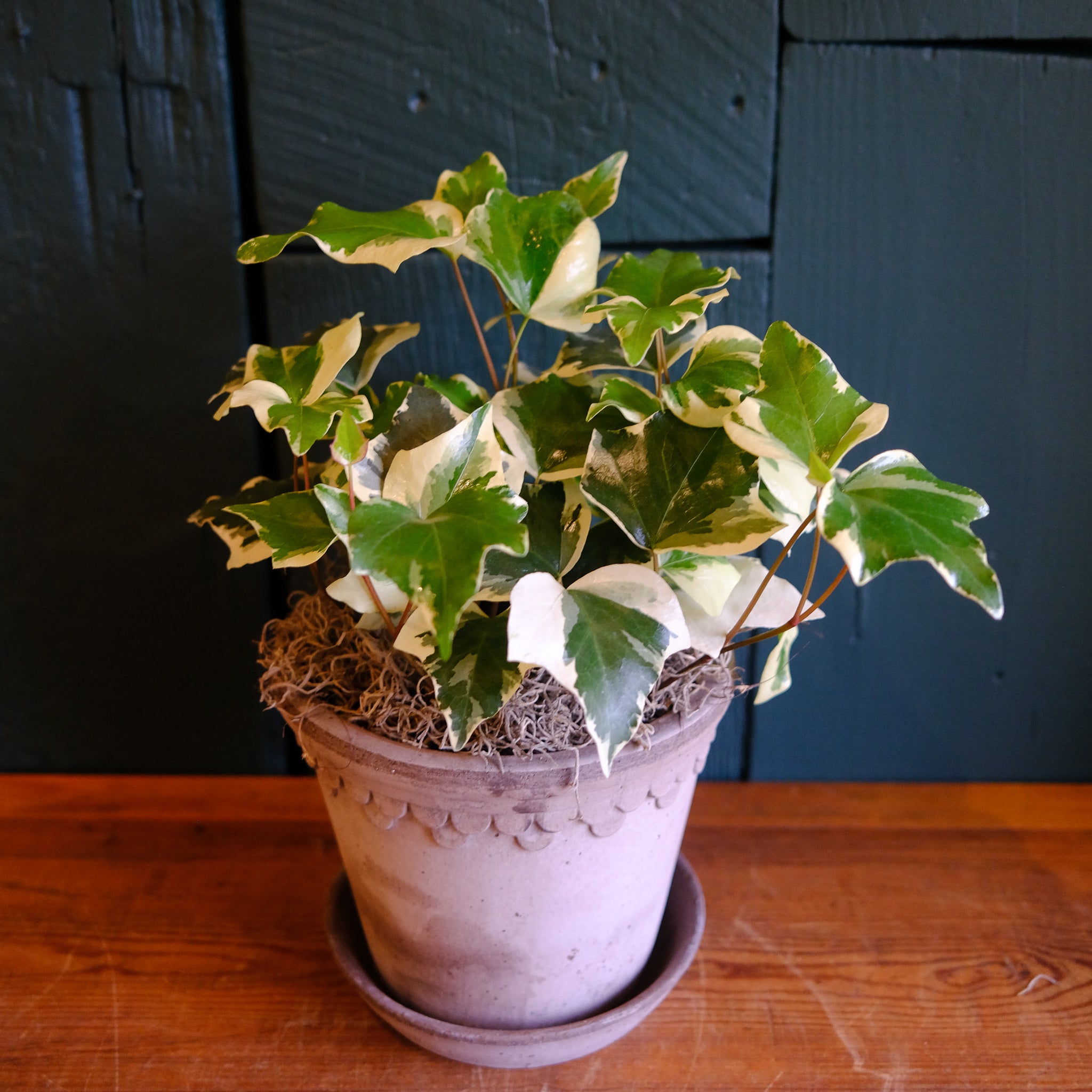 【HENRI EN VARGO】IVY Ivy beige ポインテッド レースアップ フラットシューズ ベージュ