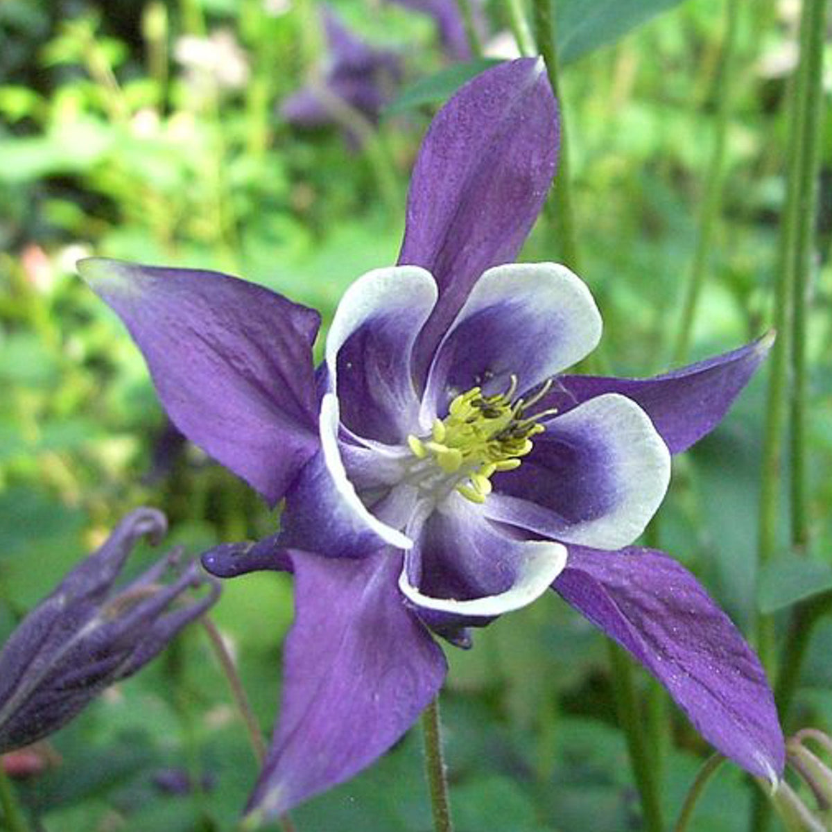 Aquilegia vulgaris (Common Columbine) | Perennial in Lexington, KY