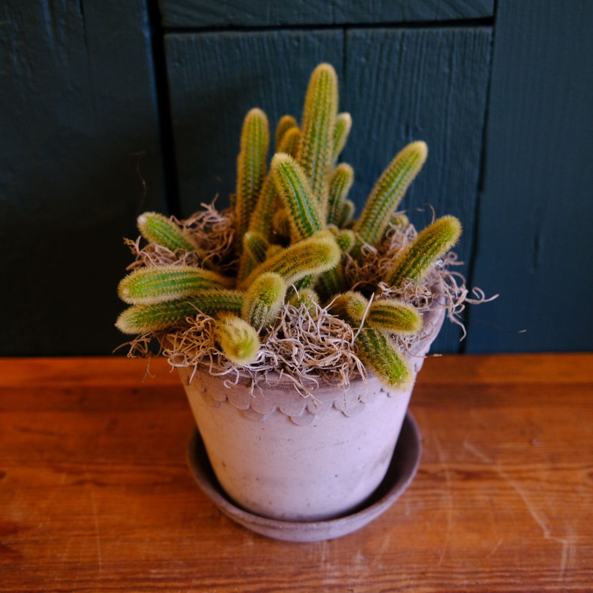 Golden Rat Tail Cactus | Lexington, KY | Michler's Florist  Michler's  Florist, Greenhouses & Garden Design