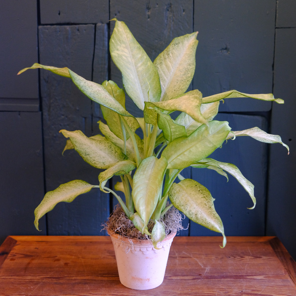dieffenbachia camouflage height Dieffenbachia 'Camoflauge' l Lexington, KY